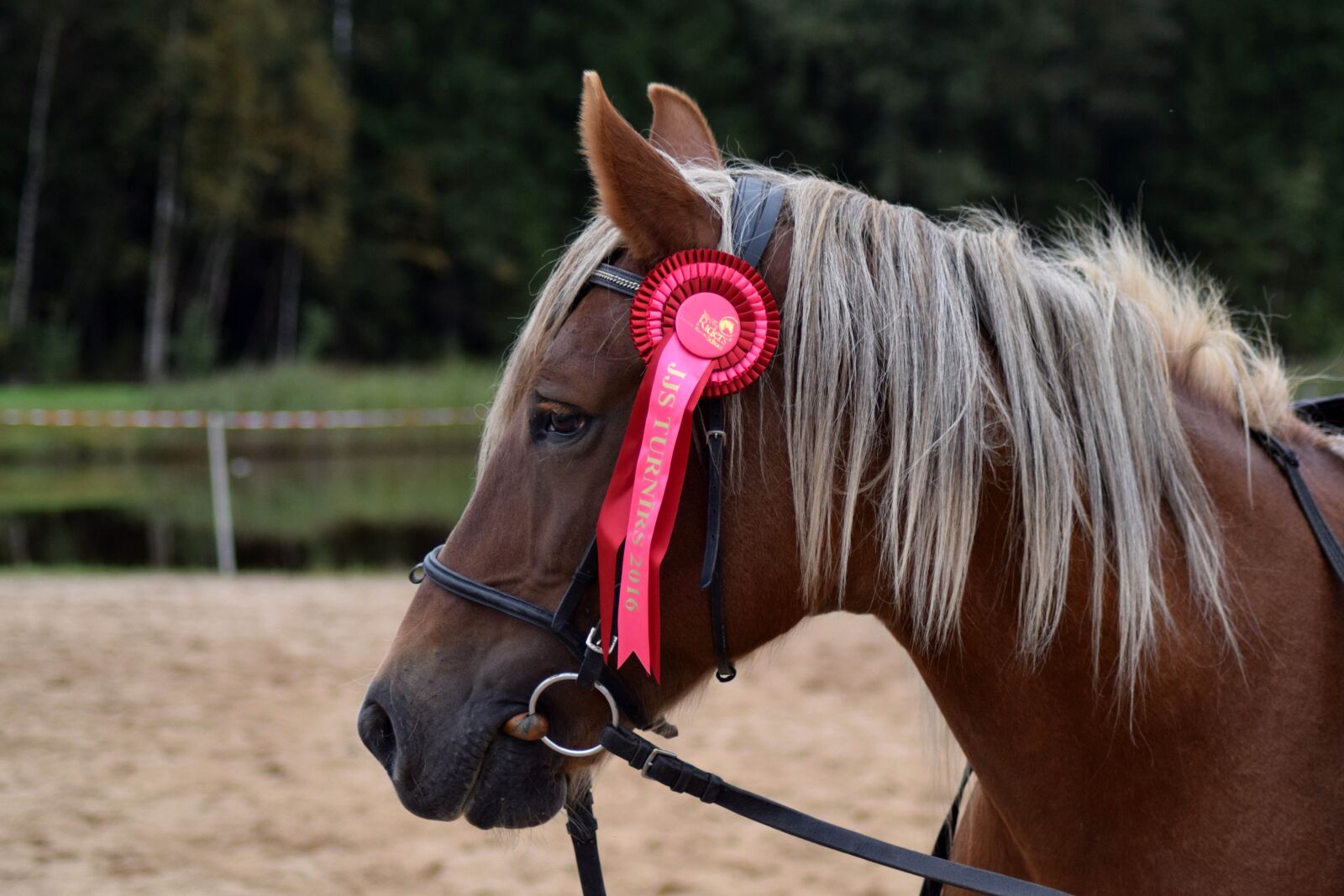 Nikon D3300 sample photo. Horse, equestrian, brown photography