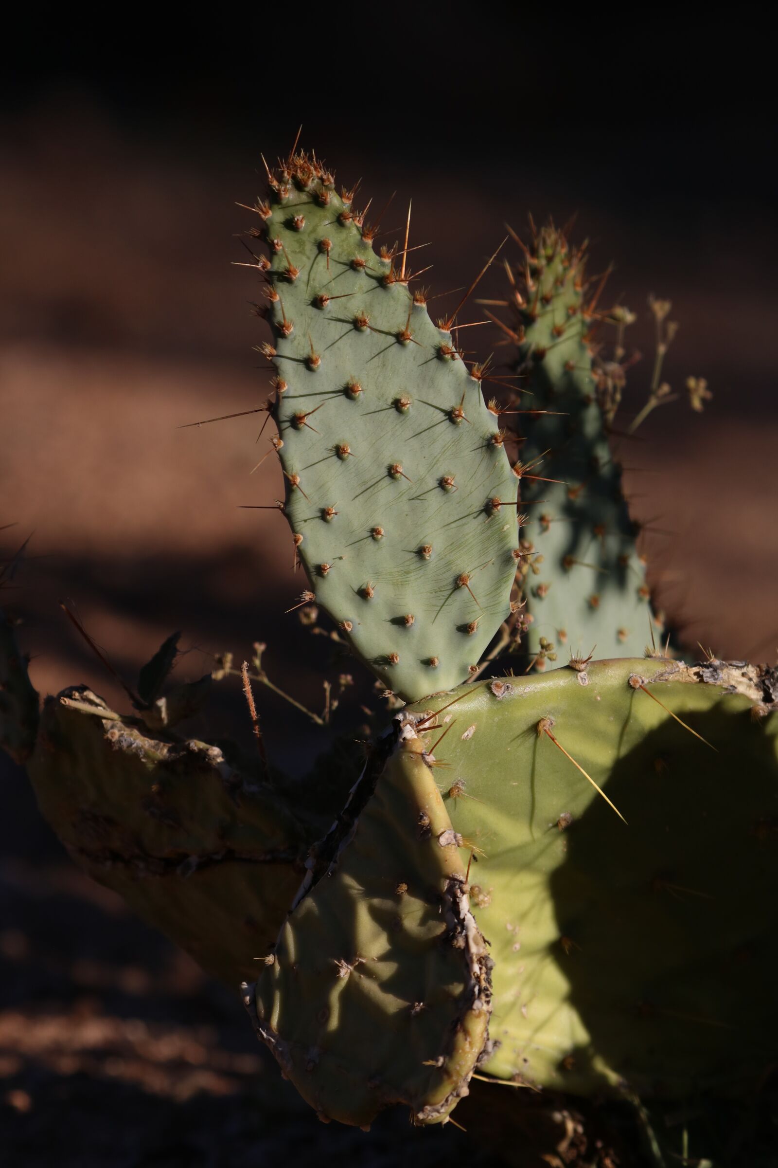 Canon EOS 750D (EOS Rebel T6i / EOS Kiss X8i) sample photo. Cactus, succulent, plant photography