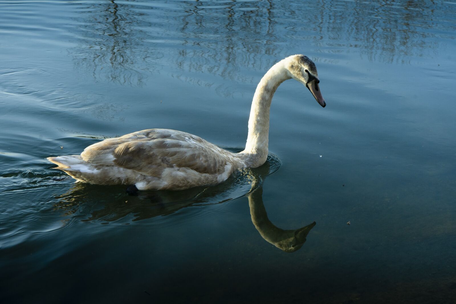 Sony a7 II + Sony FE 28-70mm F3.5-5.6 OSS sample photo. Swan, nature, waters photography