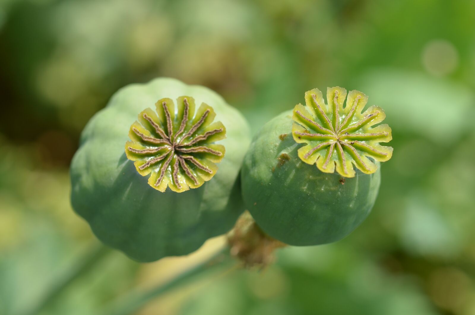 Nikon D7000 sample photo. Poppyhead, red weed, flower photography