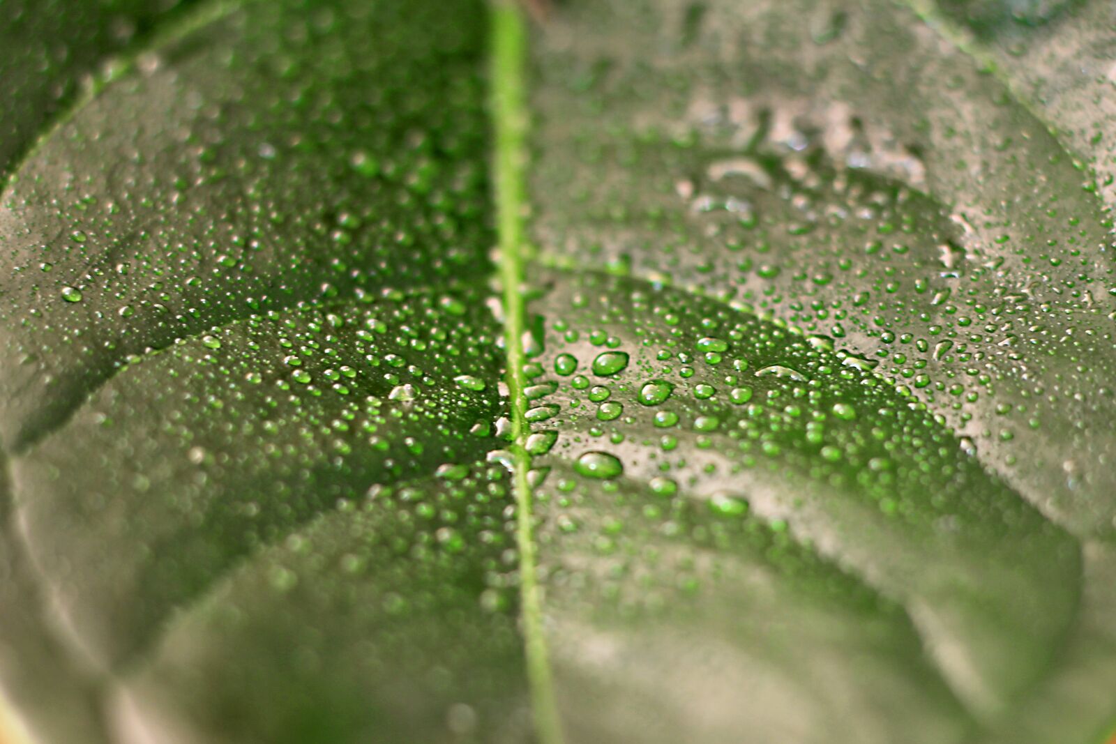 Canon EOS 60D + Canon EF 50mm F1.8 STM sample photo. Leaf, pearl, plant photography