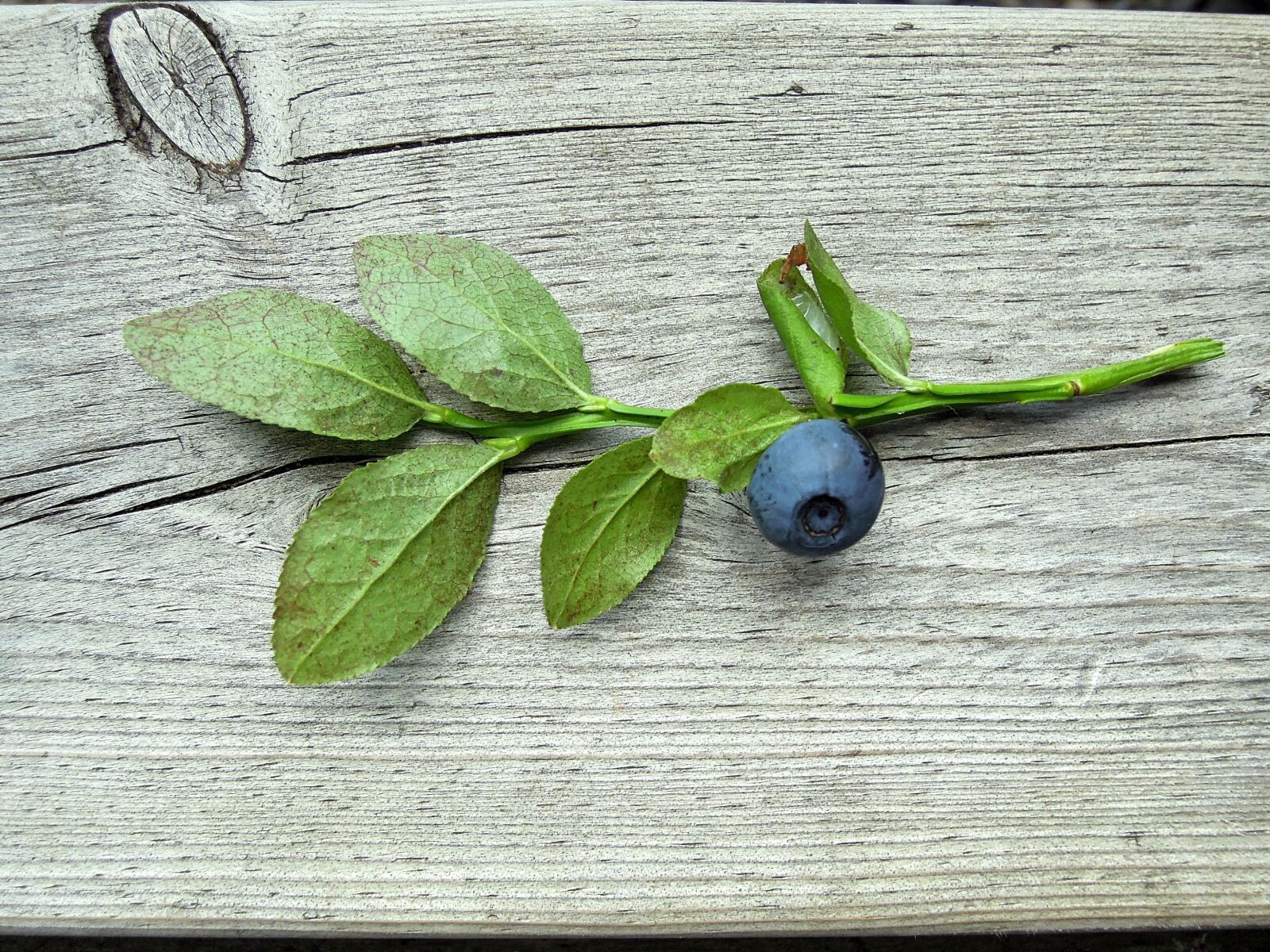 Nikon Coolpix P300 sample photo. Blueberry, blueberry twig, plant photography