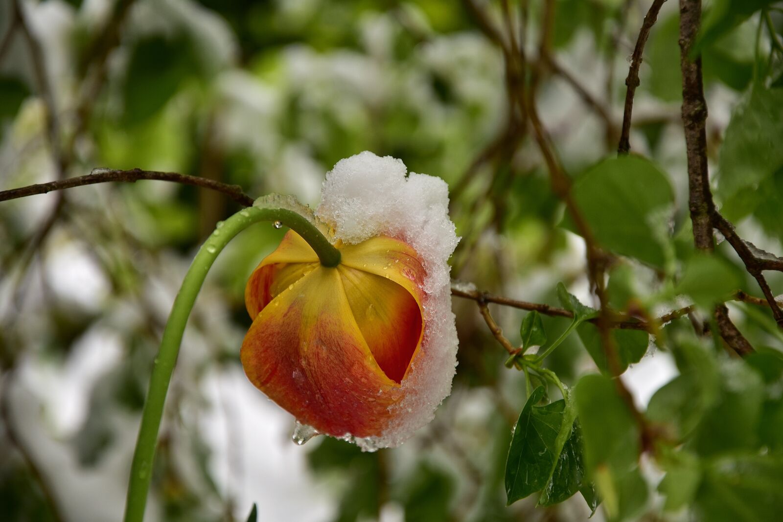 Nikon D7200 sample photo. Tulips, may, spring photography