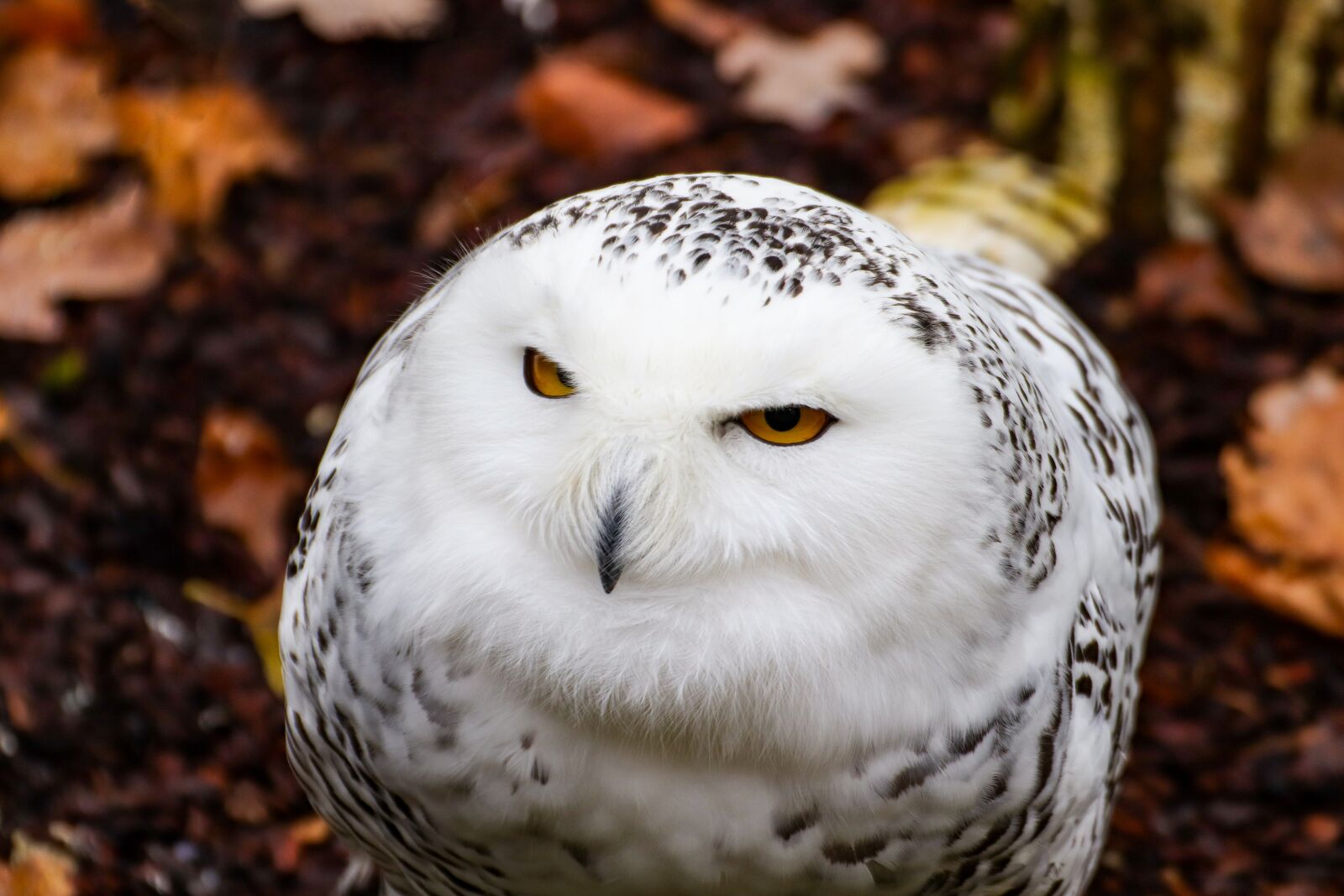 Canon EOS 800D (EOS Rebel T7i / EOS Kiss X9i) sample photo. Owl, snowy owl, bird photography