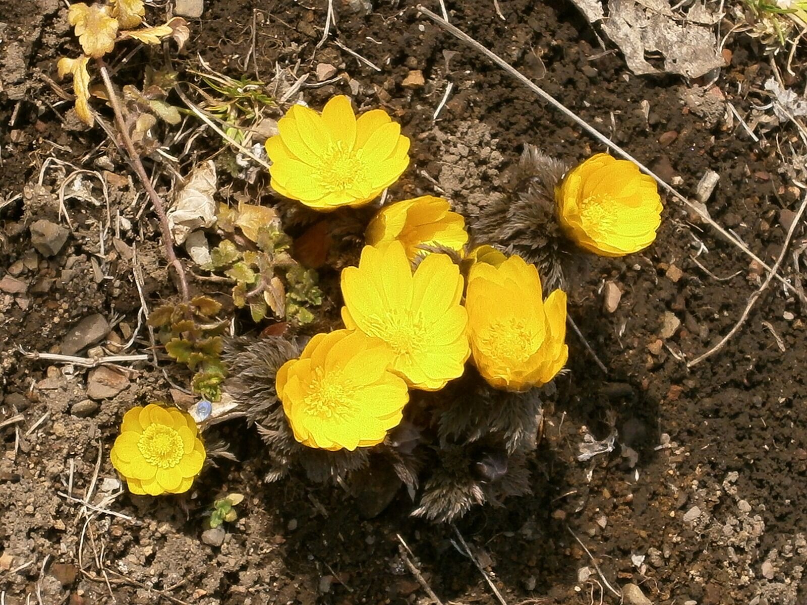 Olympus VG110,D700 sample photo. Amur adonis, far east photography
