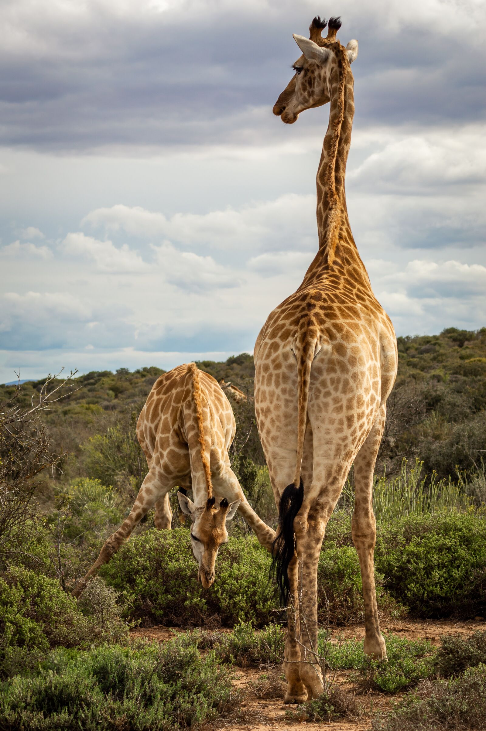 Nikon D3200 sample photo. Giraffe, safari, africa photography