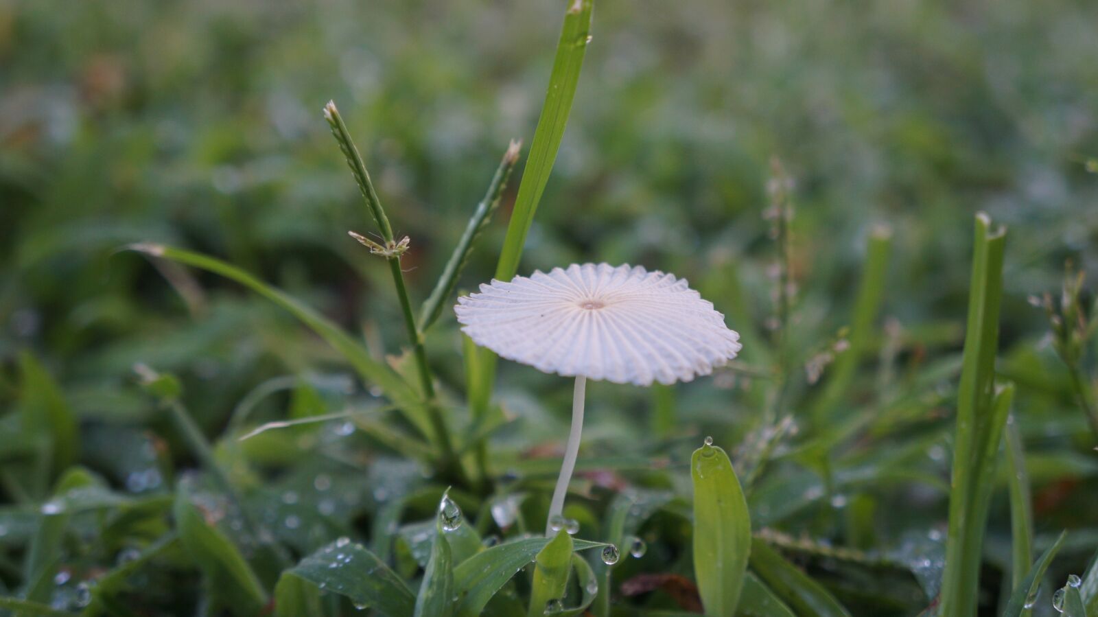 Sony Alpha a3000 sample photo. Nature, mushroom, grass photography