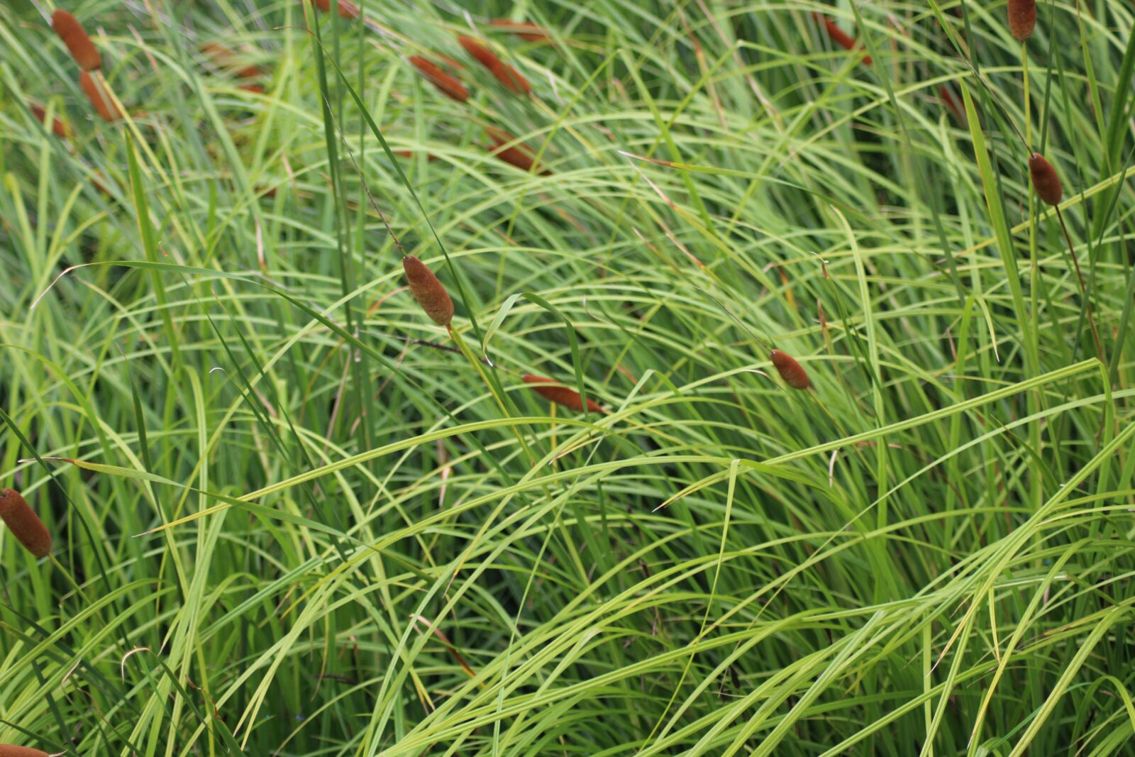 Canon EOS 1200D (EOS Rebel T5 / EOS Kiss X70 / EOS Hi) sample photo. Grass, nature, a grass photography