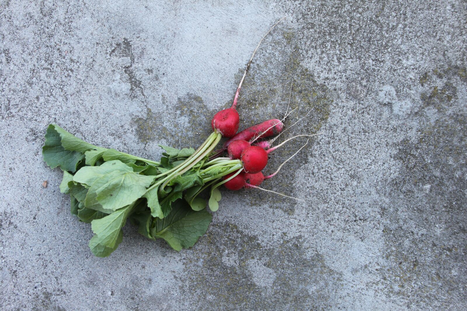 Canon EOS 500D (EOS Rebel T1i / EOS Kiss X3) sample photo. Radish, a vegetable, food photography