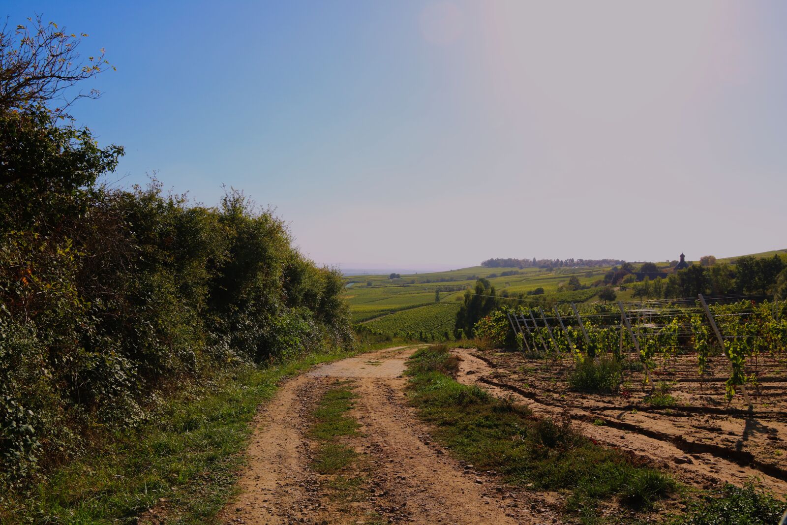 Canon EOS 750D (EOS Rebel T6i / EOS Kiss X8i) sample photo. Grapevine, way, vine photography