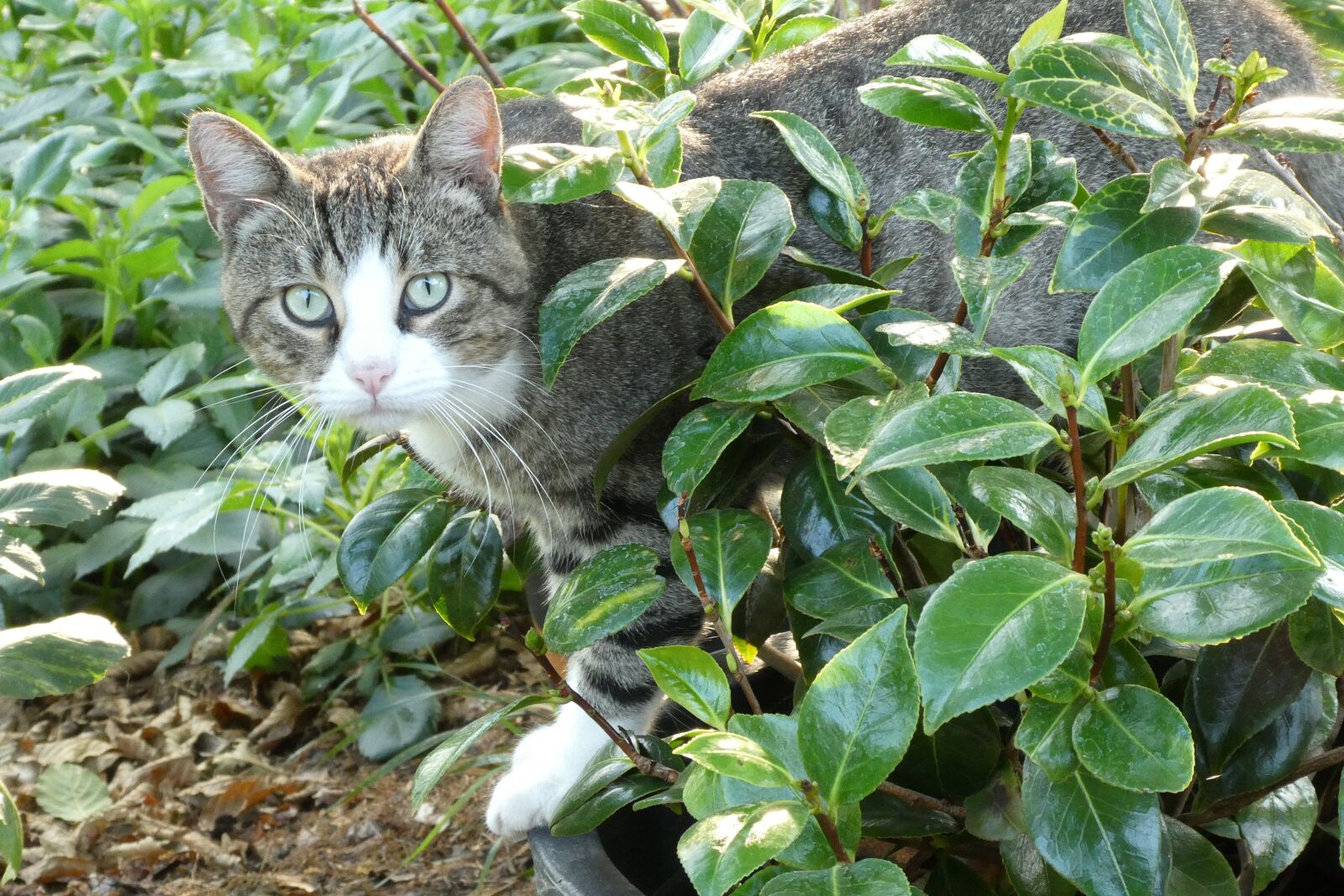 Panasonic Lumix DC-ZS70 (Lumix DC-TZ90) sample photo. Garden, cat, pet photography