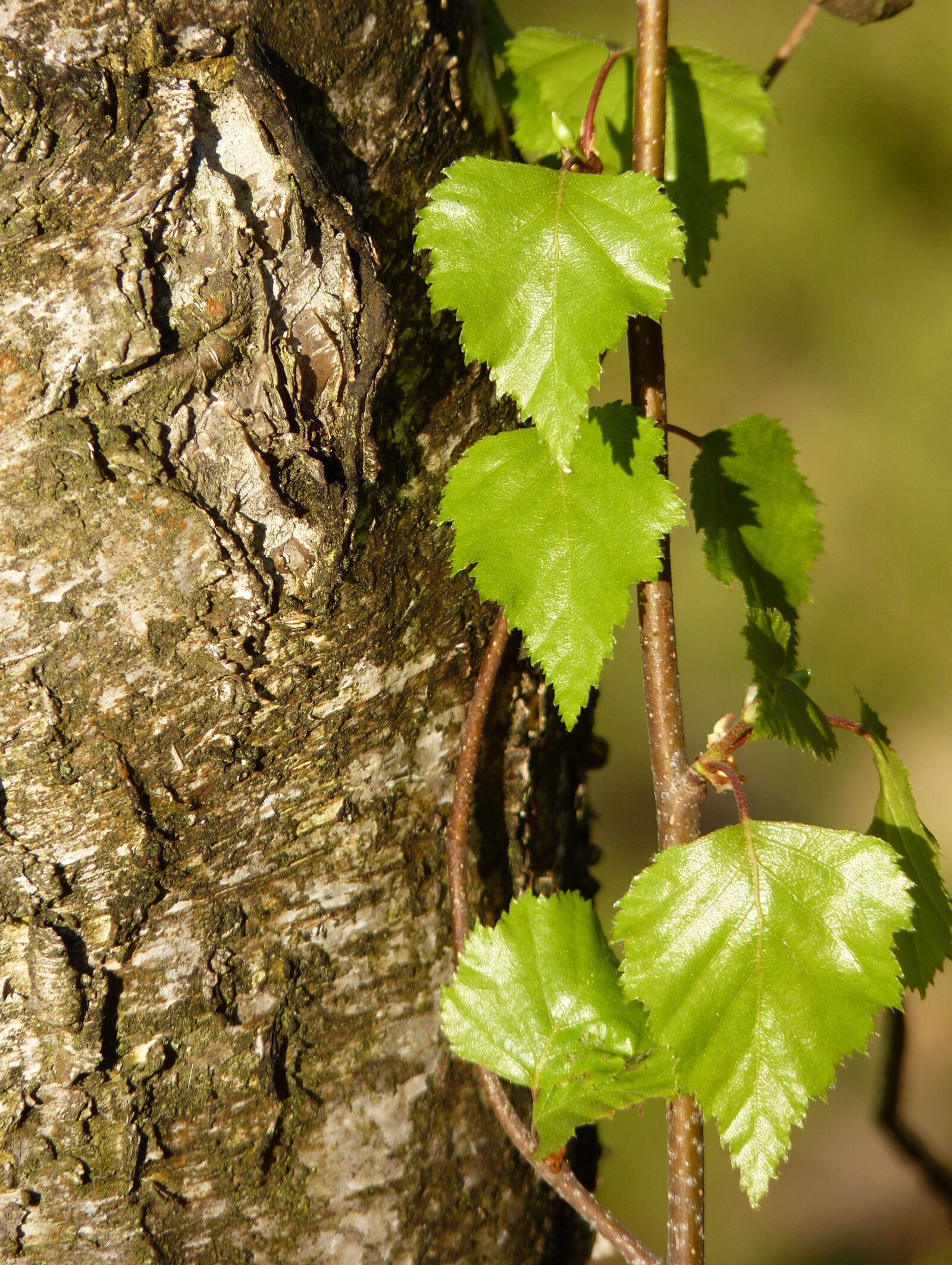 Panasonic Lumix DMC-FZ35 (Lumix DMC-FZ38) sample photo. Birch, bark, tree photography