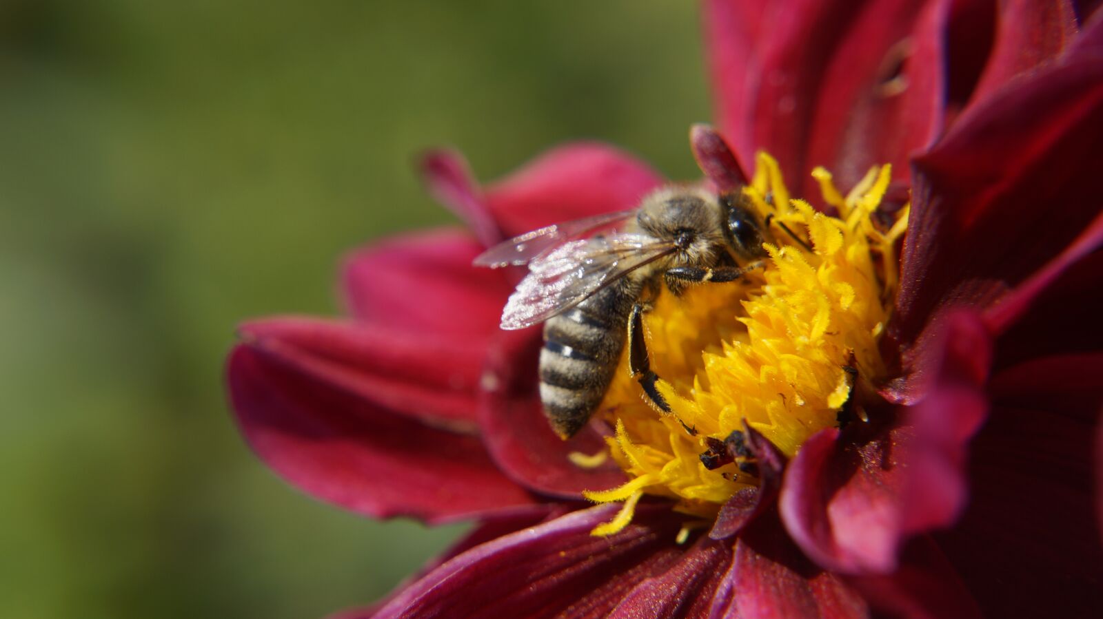 Sony Alpha a3000 sample photo. Nature, flower, insect photography