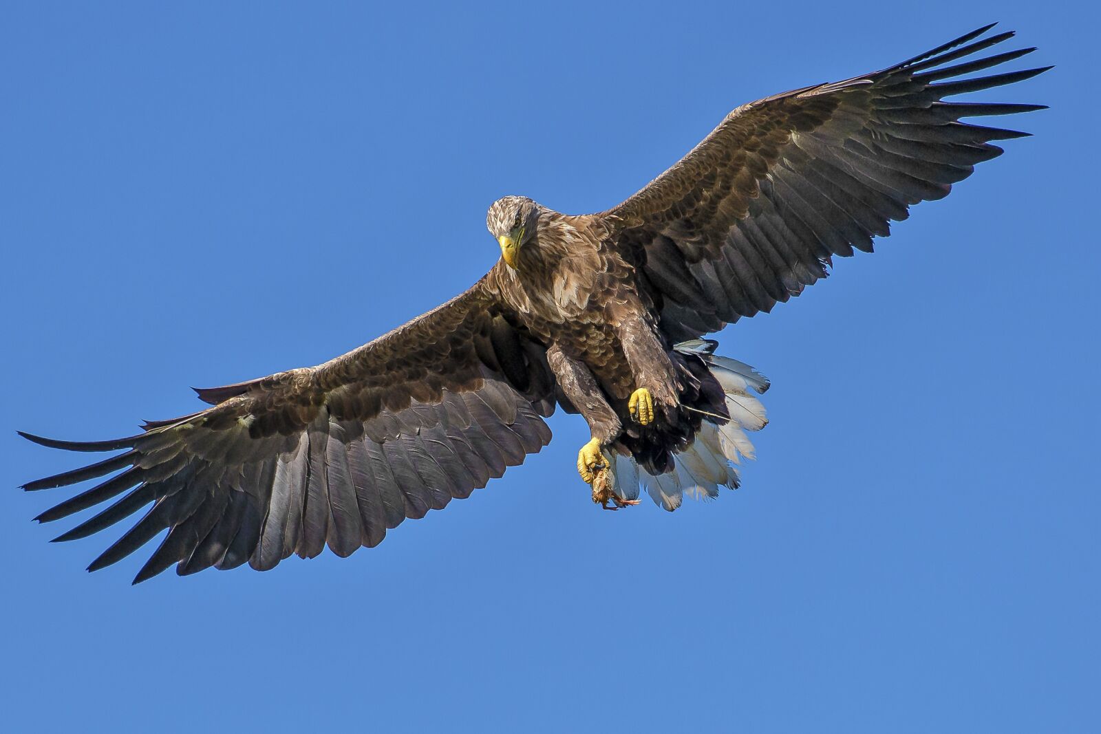 Nikon D800 sample photo. Eagle, bird, bird of photography