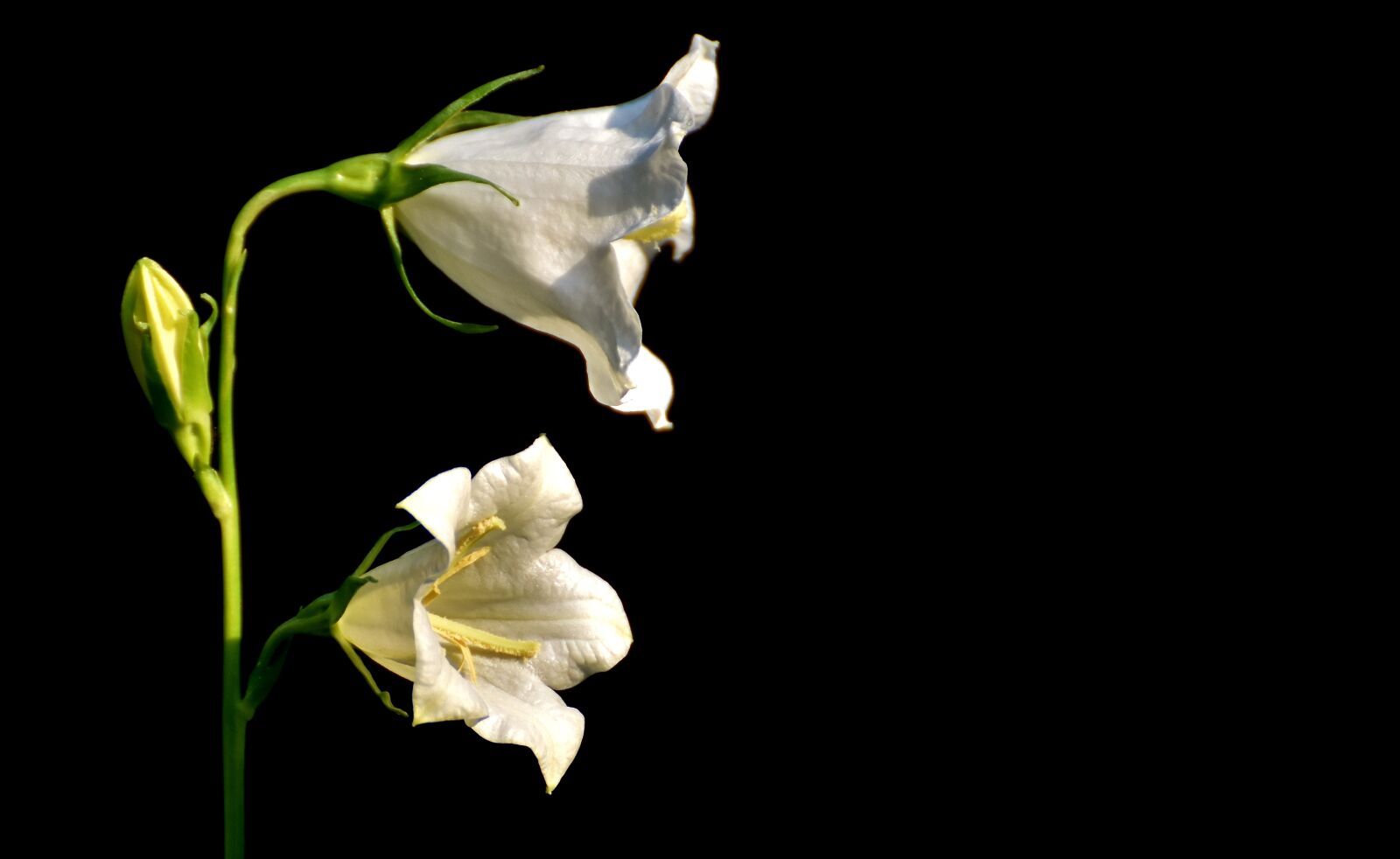 Nikon D7200 sample photo. Flowers, bells, white photography