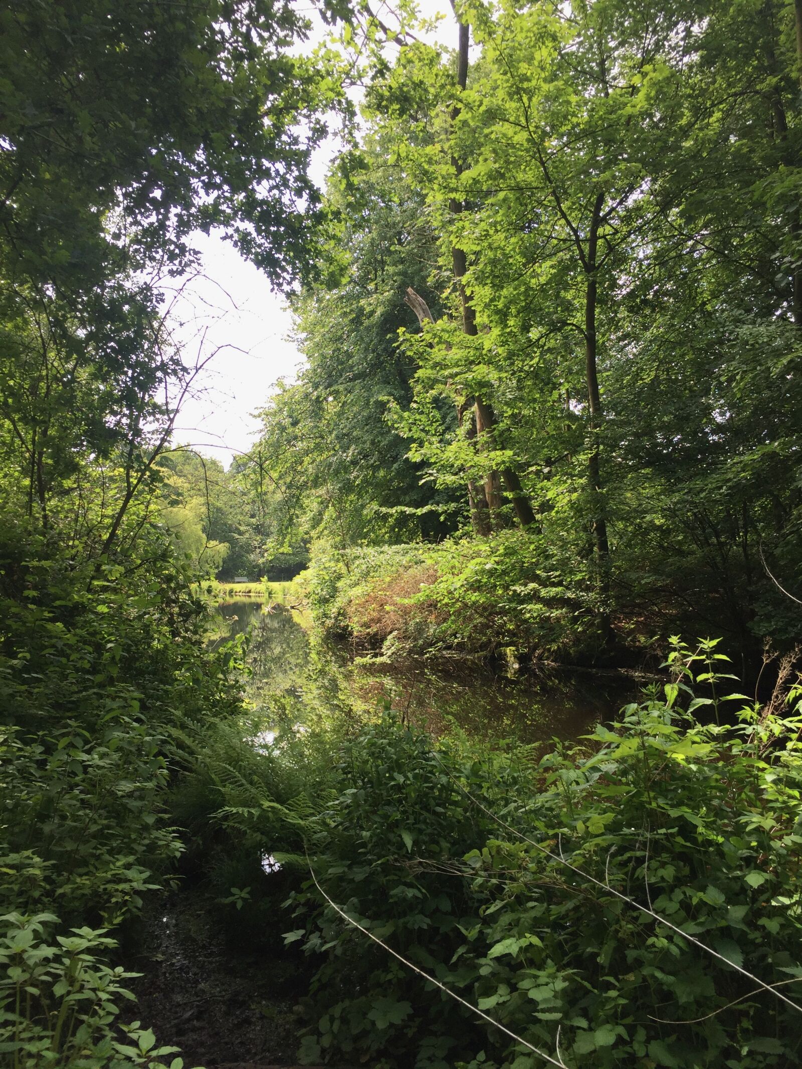 iPhone 6 Plus back camera 4.15mm f/2.2 sample photo. Nature, green, forest photography