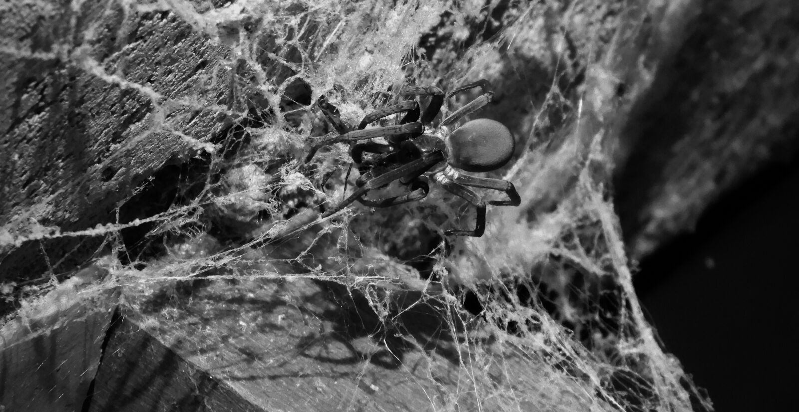 Nikon Coolpix B700 sample photo. Insects, spider, arachnid photography