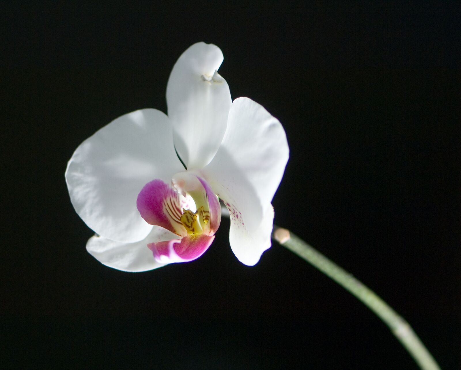 Nikon D2X sample photo. Flower, plant, nature photography
