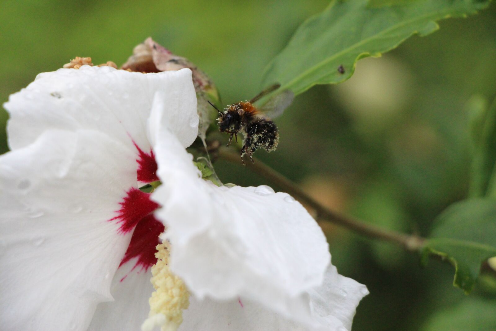 Canon EOS 650D (EOS Rebel T4i / EOS Kiss X6i) sample photo. Hummel, blossom, bloom photography
