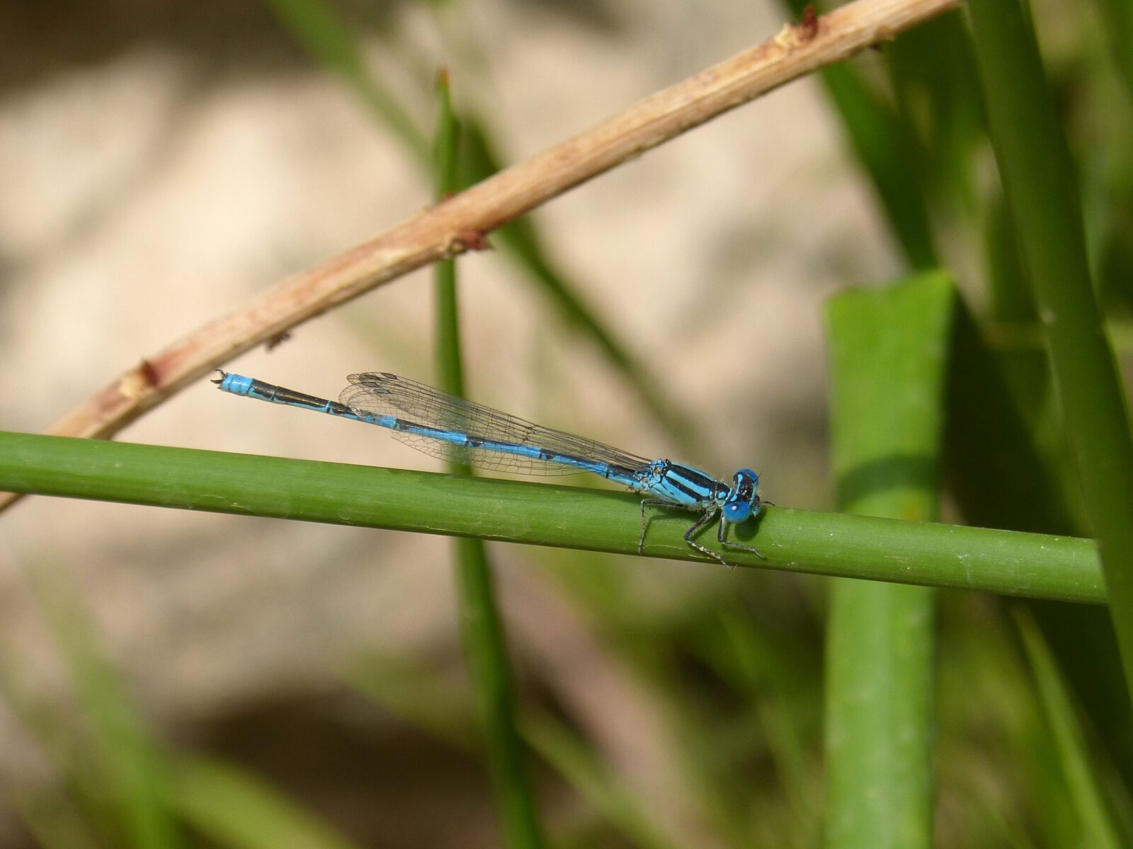 Panasonic DMC-FZ62 sample photo. Dragonfly, damselfly, blue dragonfly photography