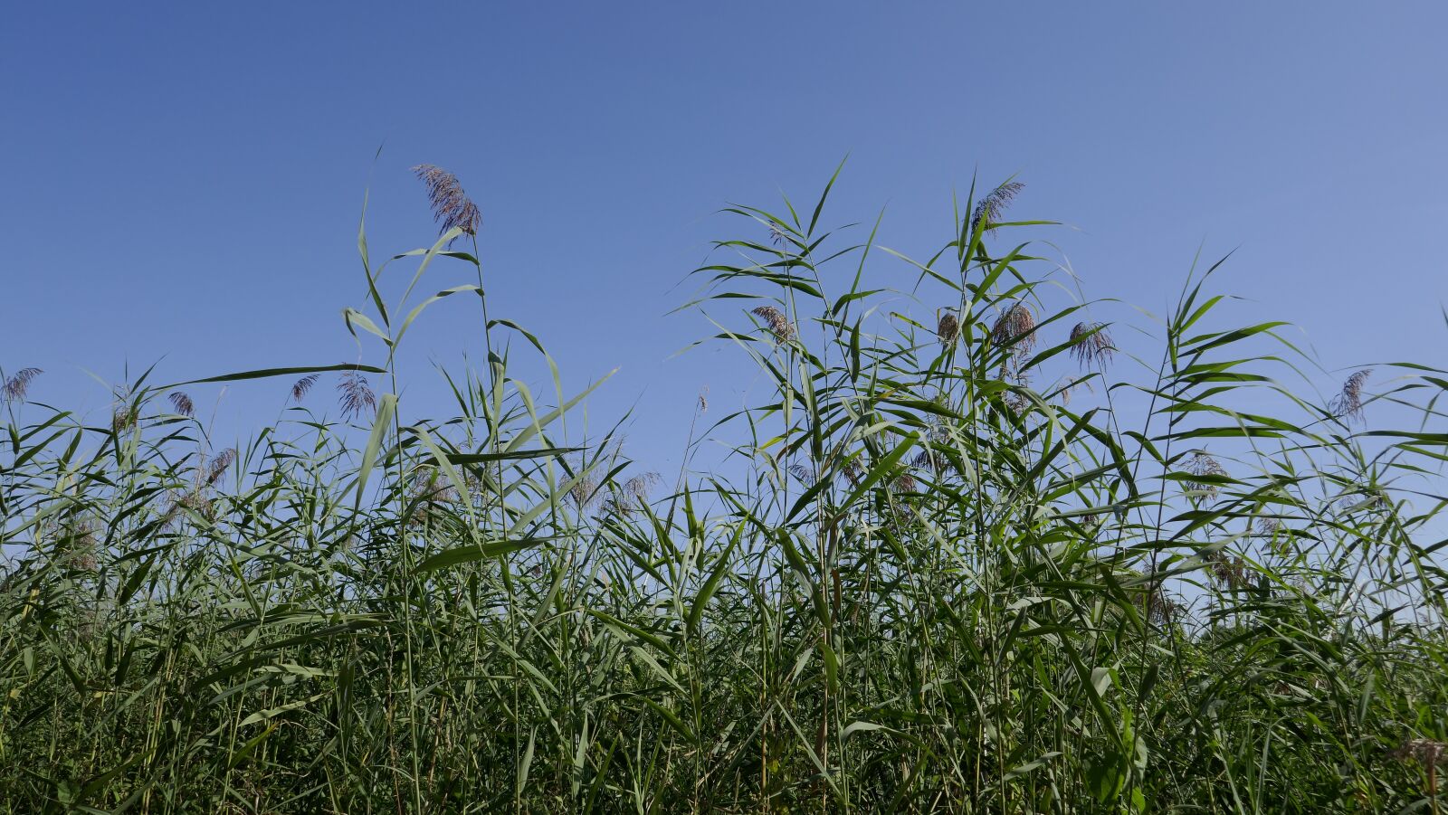 Panasonic DMC-TZ101 sample photo. Nature, landscape, plant photography