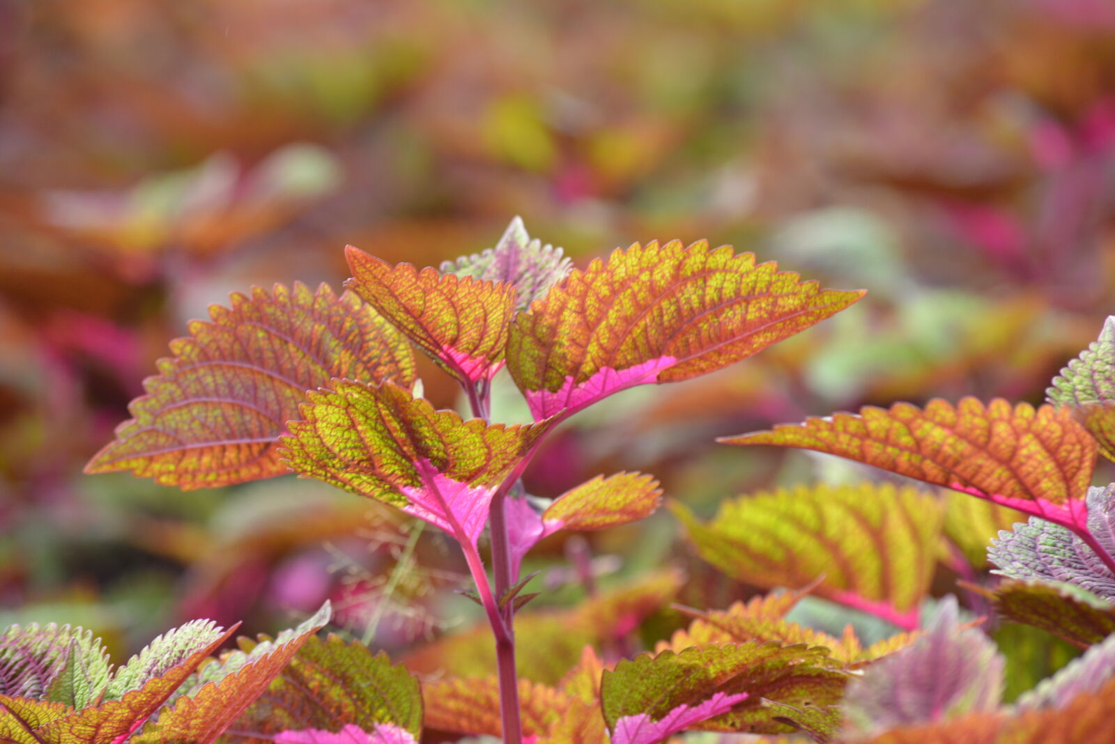 Nikon D5200 sample photo
