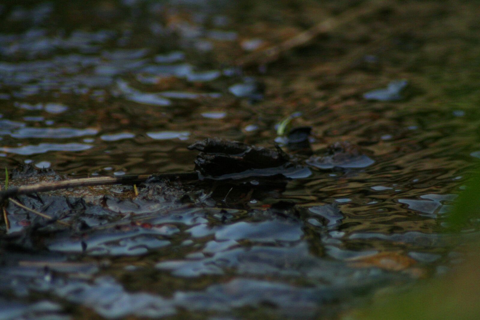 Canon EOS 350D (EOS Digital Rebel XT / EOS Kiss Digital N) sample photo. River, sticks, branch photography