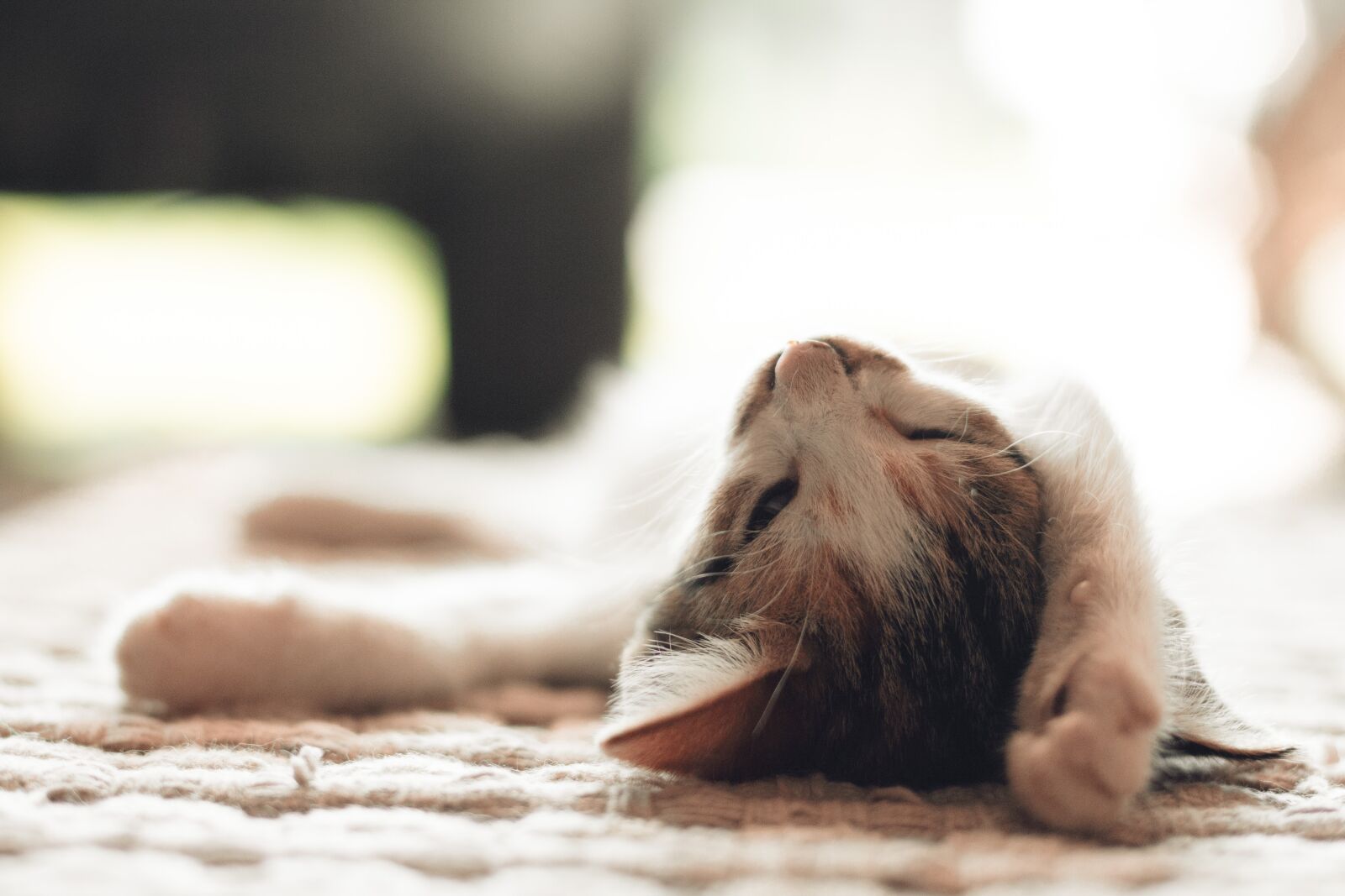 Canon EOS 700D (EOS Rebel T5i / EOS Kiss X7i) + Canon EF 50mm F1.4 USM sample photo. Cute, mammal, sleepy cat photography