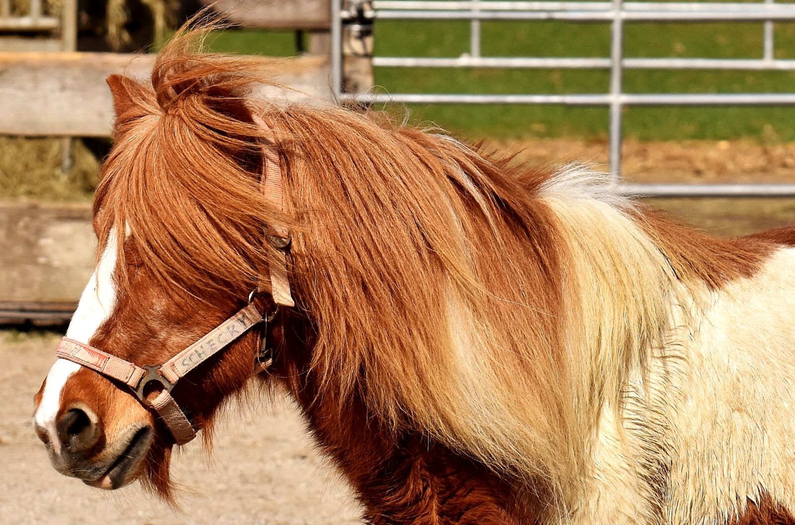 Nikon D7200 sample photo. Pony, horse, cute photography