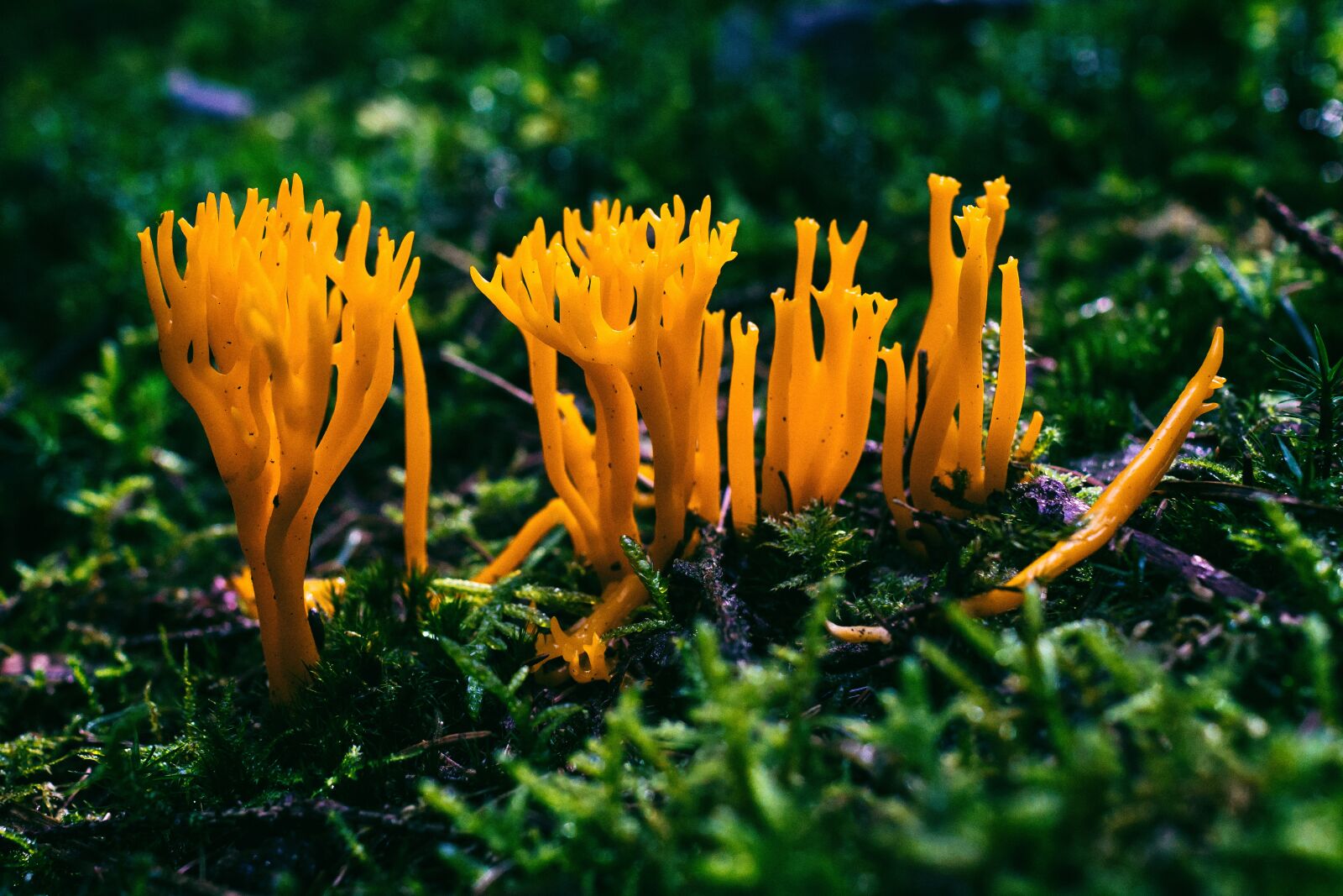Canon EOS 70D sample photo. Fungi, yellow stags horn photography