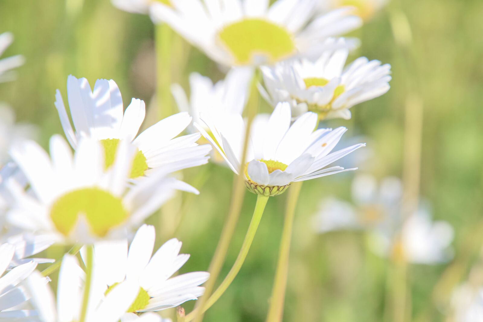 Canon EOS 70D + Tamron 16-300mm F3.5-6.3 Di II VC PZD Macro sample photo. Flowers, daisies, nature photography
