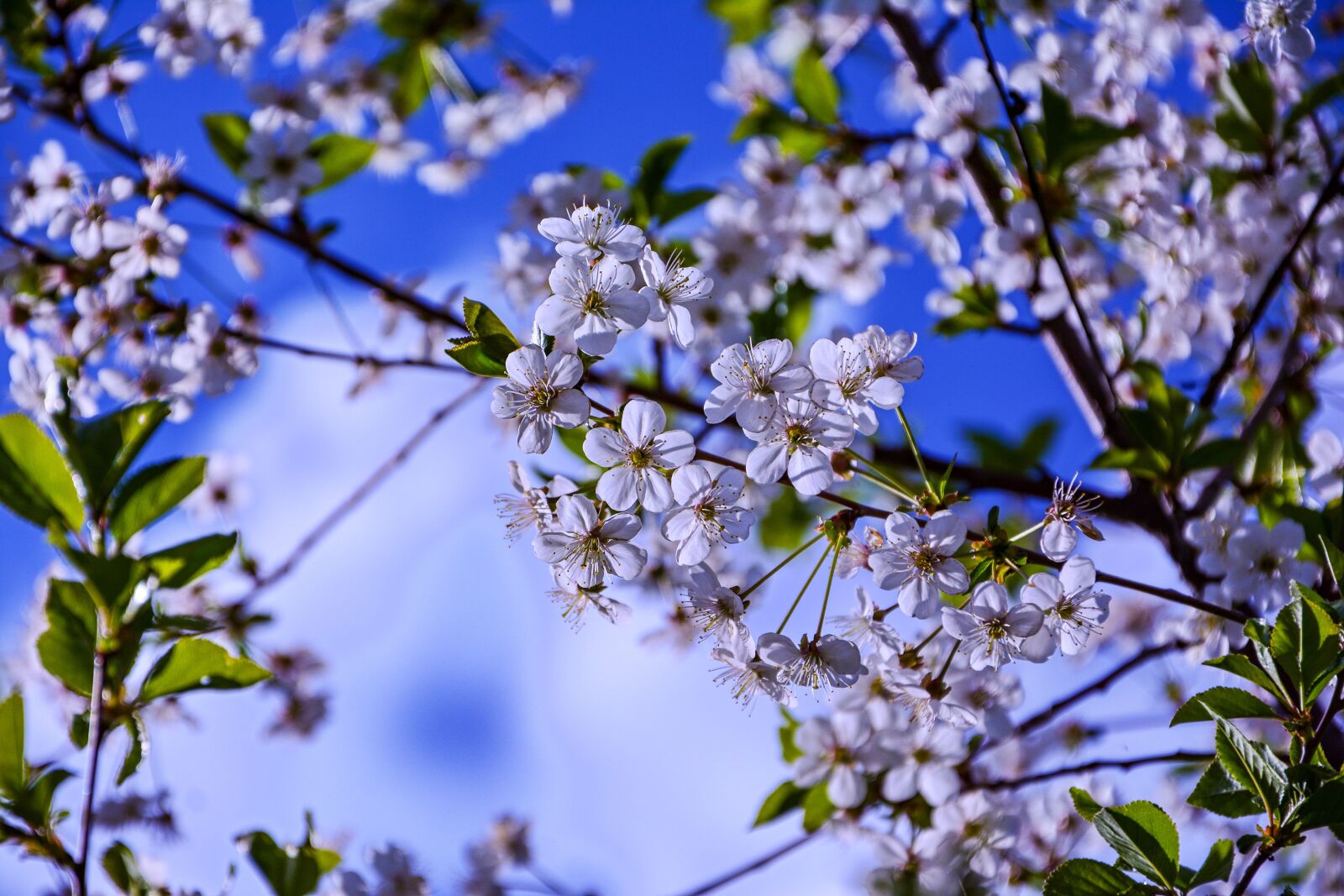 Nikon D7100 sample photo. Cherry blossom, fruit flower photography