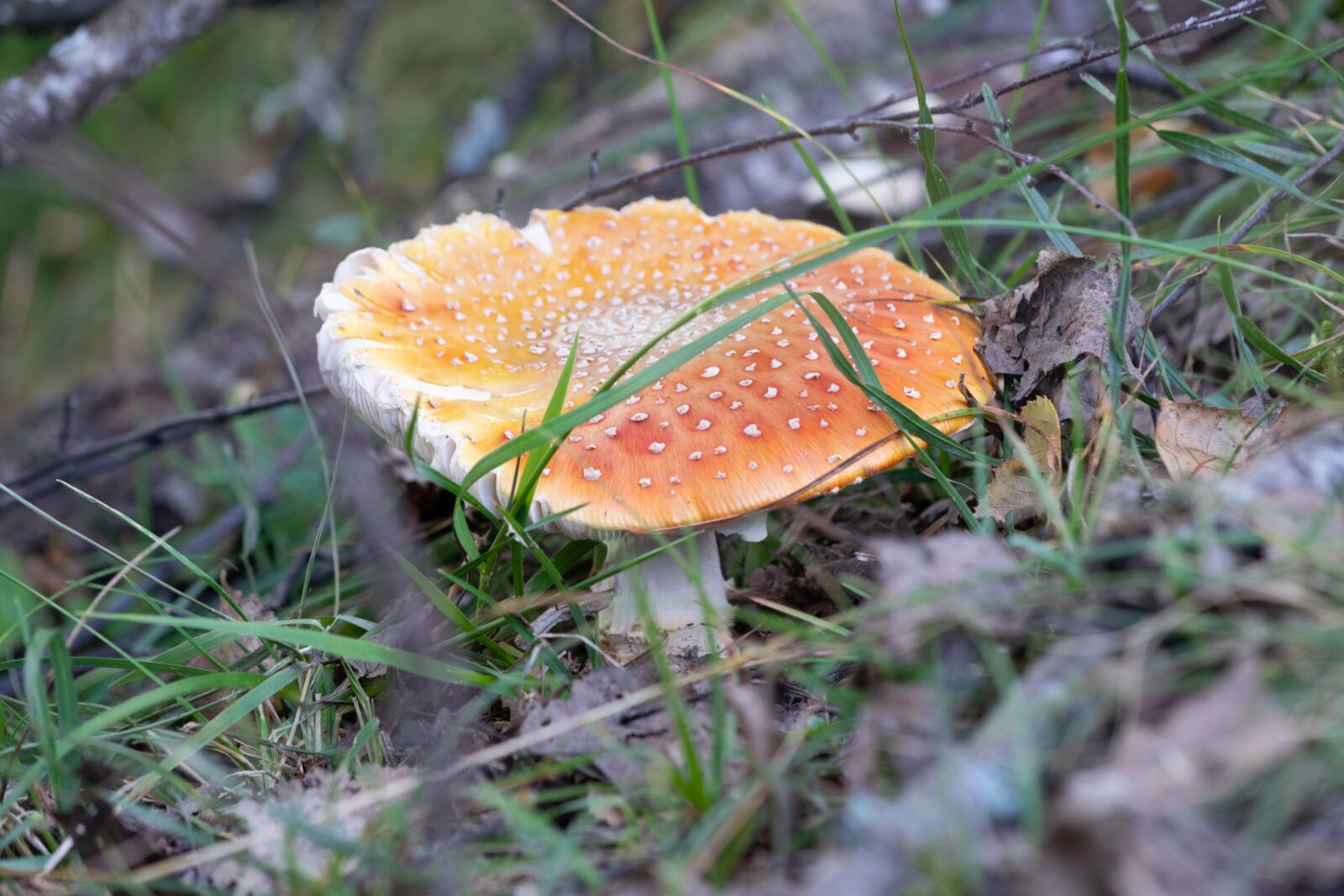 Nikon D3300 sample photo. Mushroom, forest, autumn photography