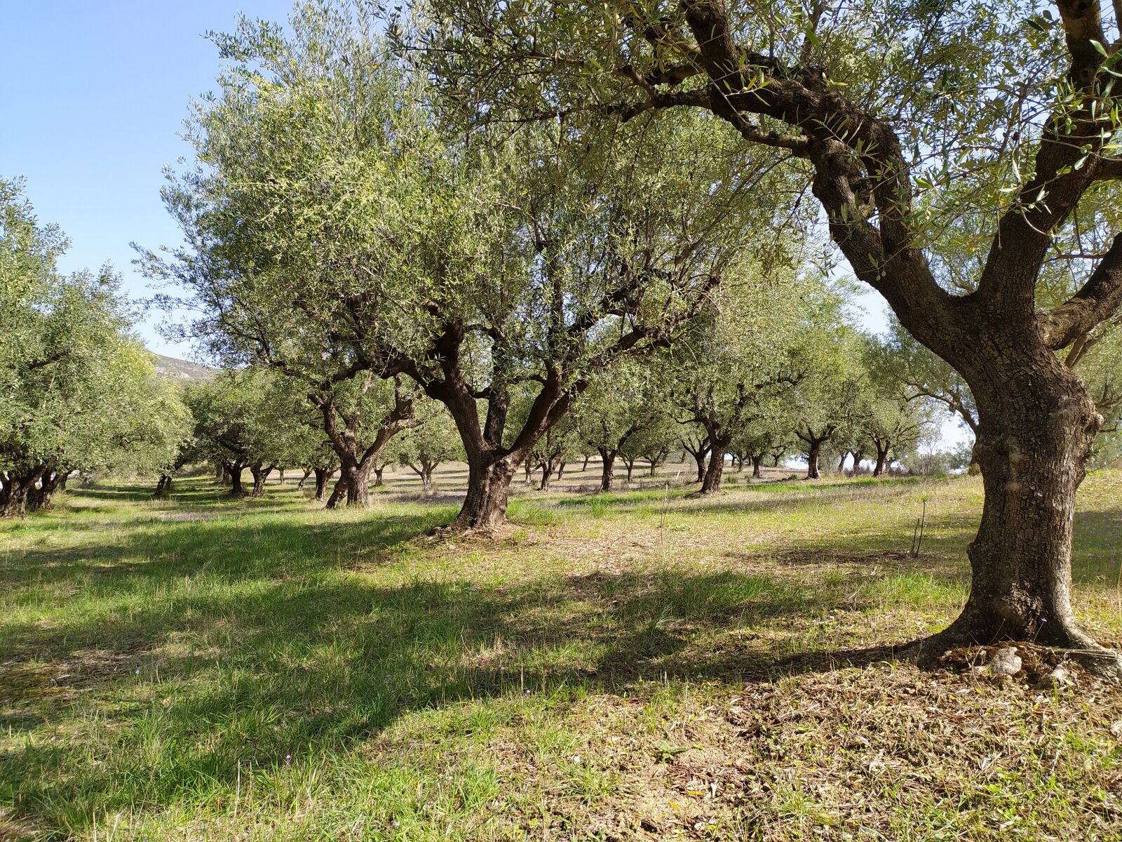 Xiaomi Redmi Note 8T sample photo. Olive grove, olives, coronetics photography