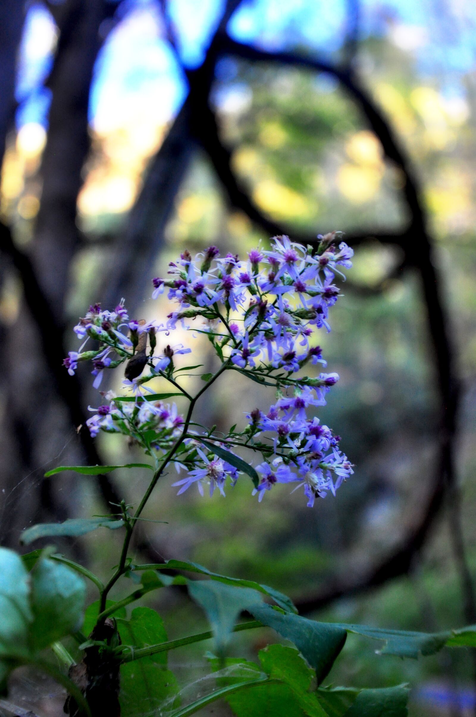 Nikon D90 sample photo. Flower, vine, garden photography