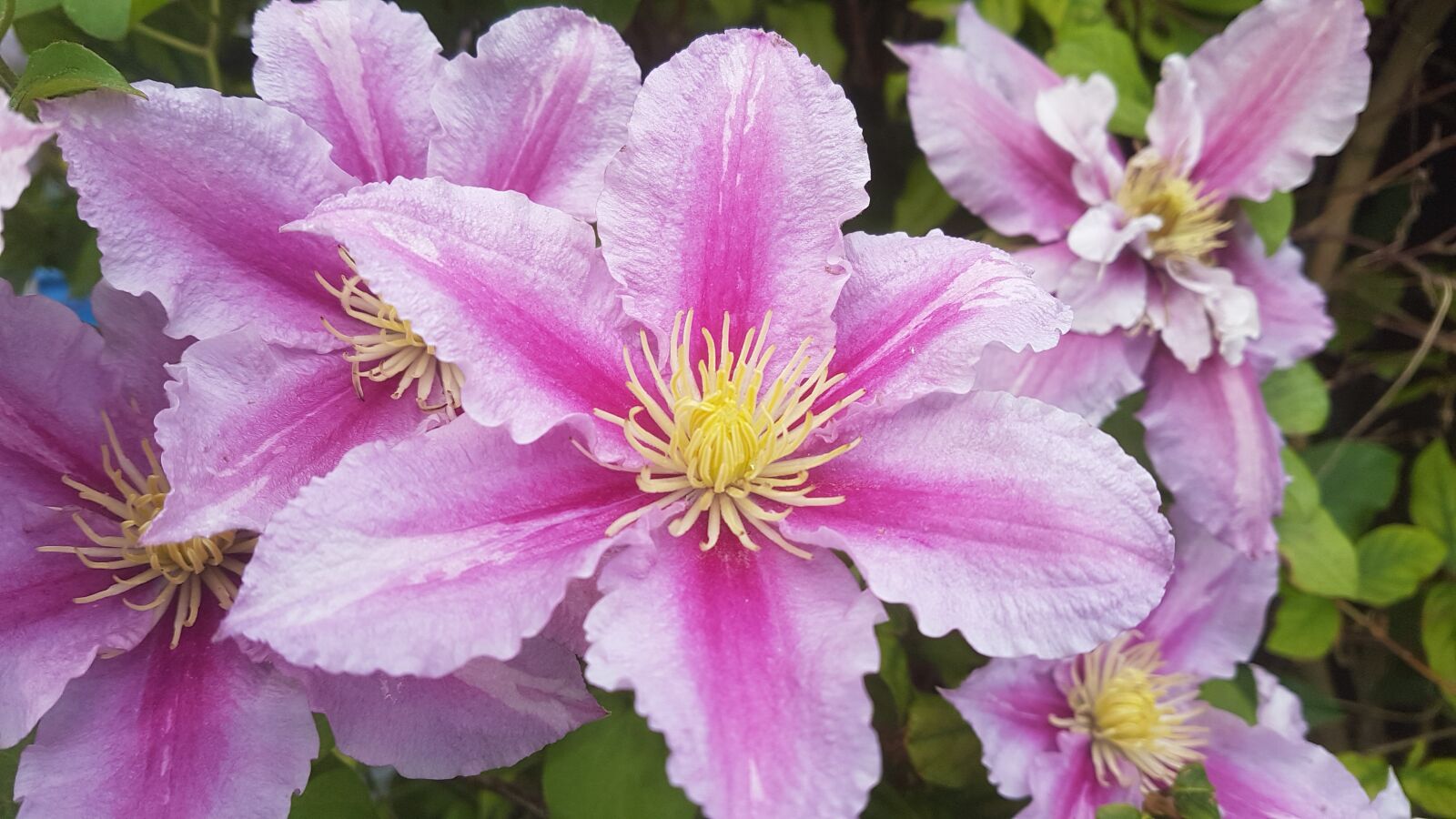 Samsung Galaxy S7 Edge sample photo. Garden, flowers, clematis photography