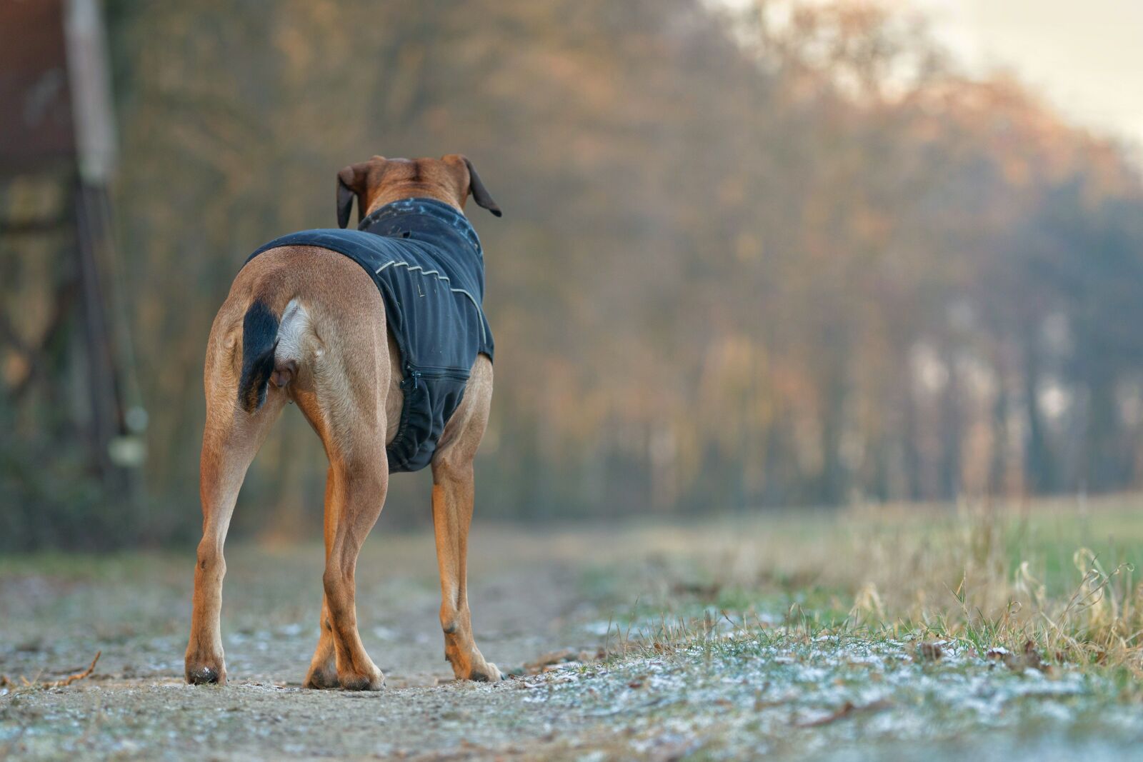Sony FE 70-200mm F4 G OSS sample photo. Dog, forest, nature photography