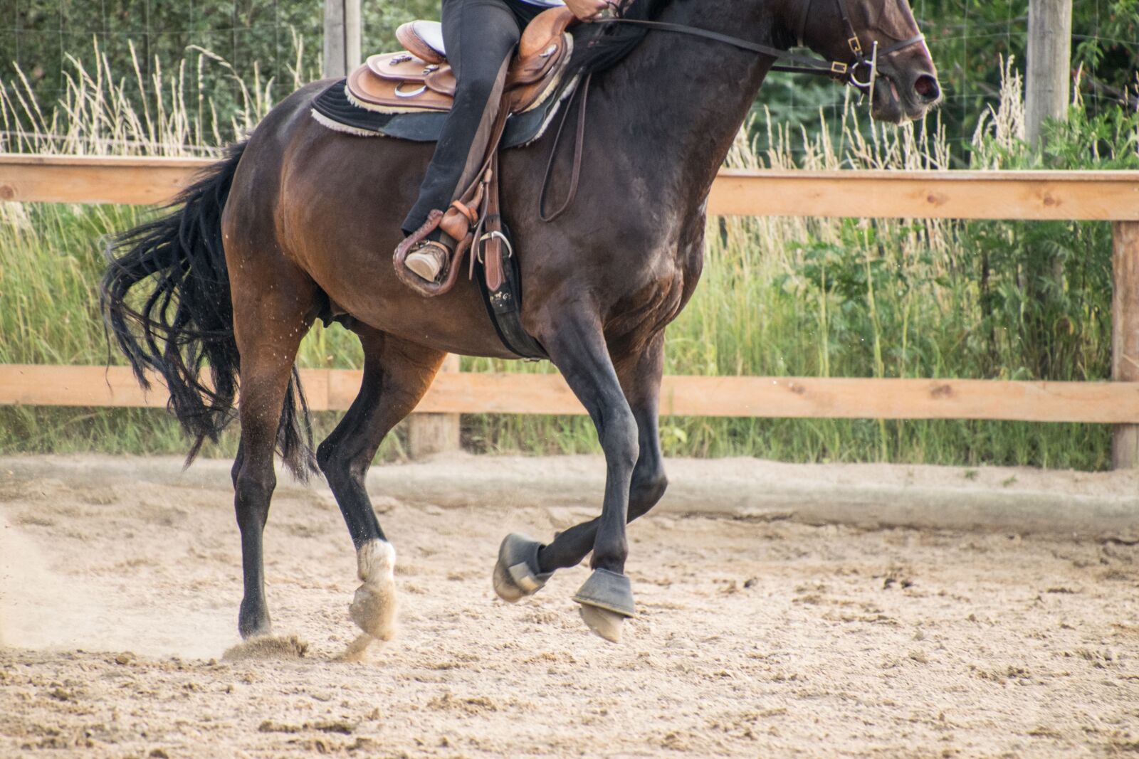 Nikon D3300 sample photo. Horse, gallop, ride photography