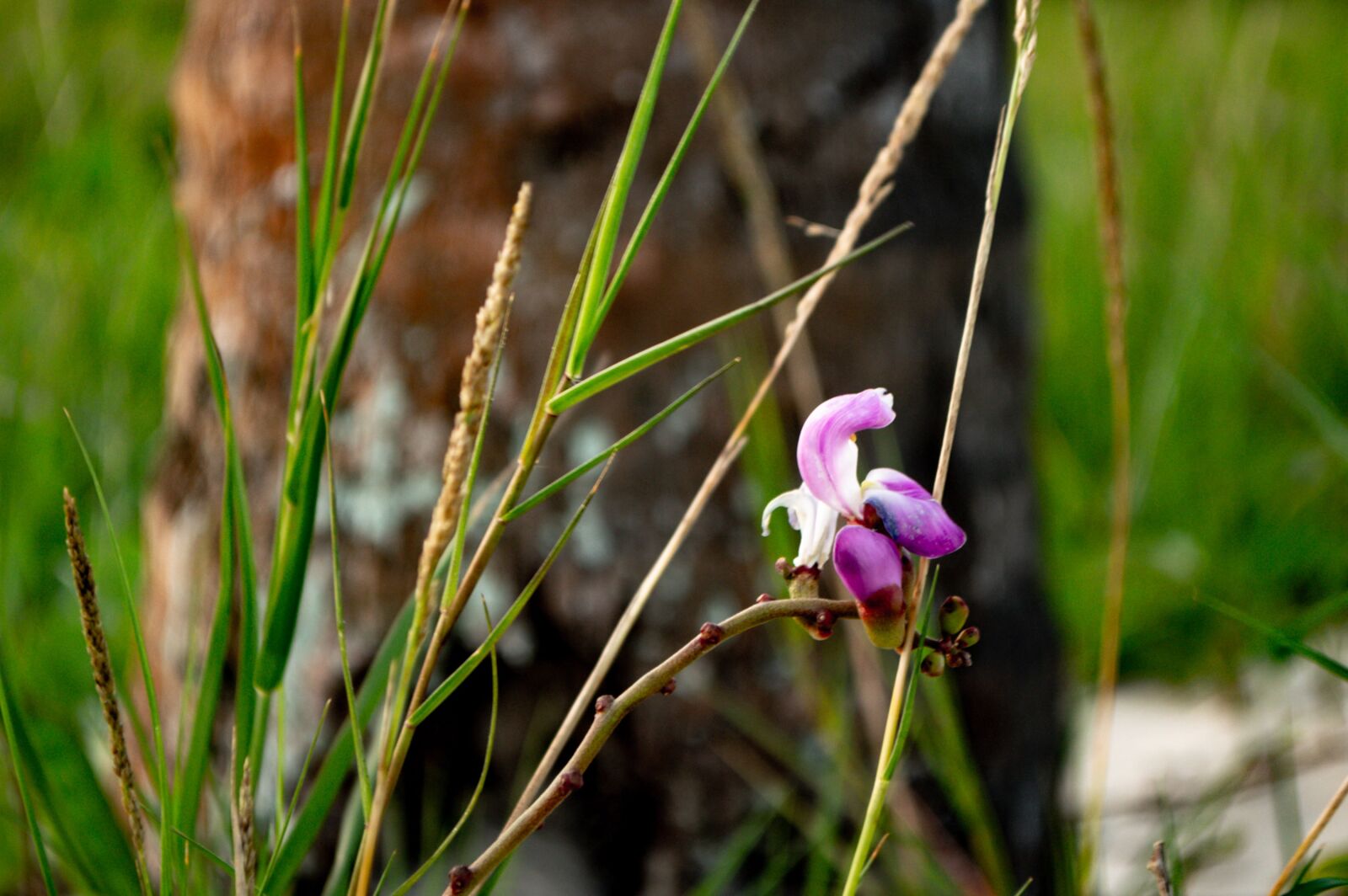 Nikon D3200 sample photo. Flower, flowers, flora photography