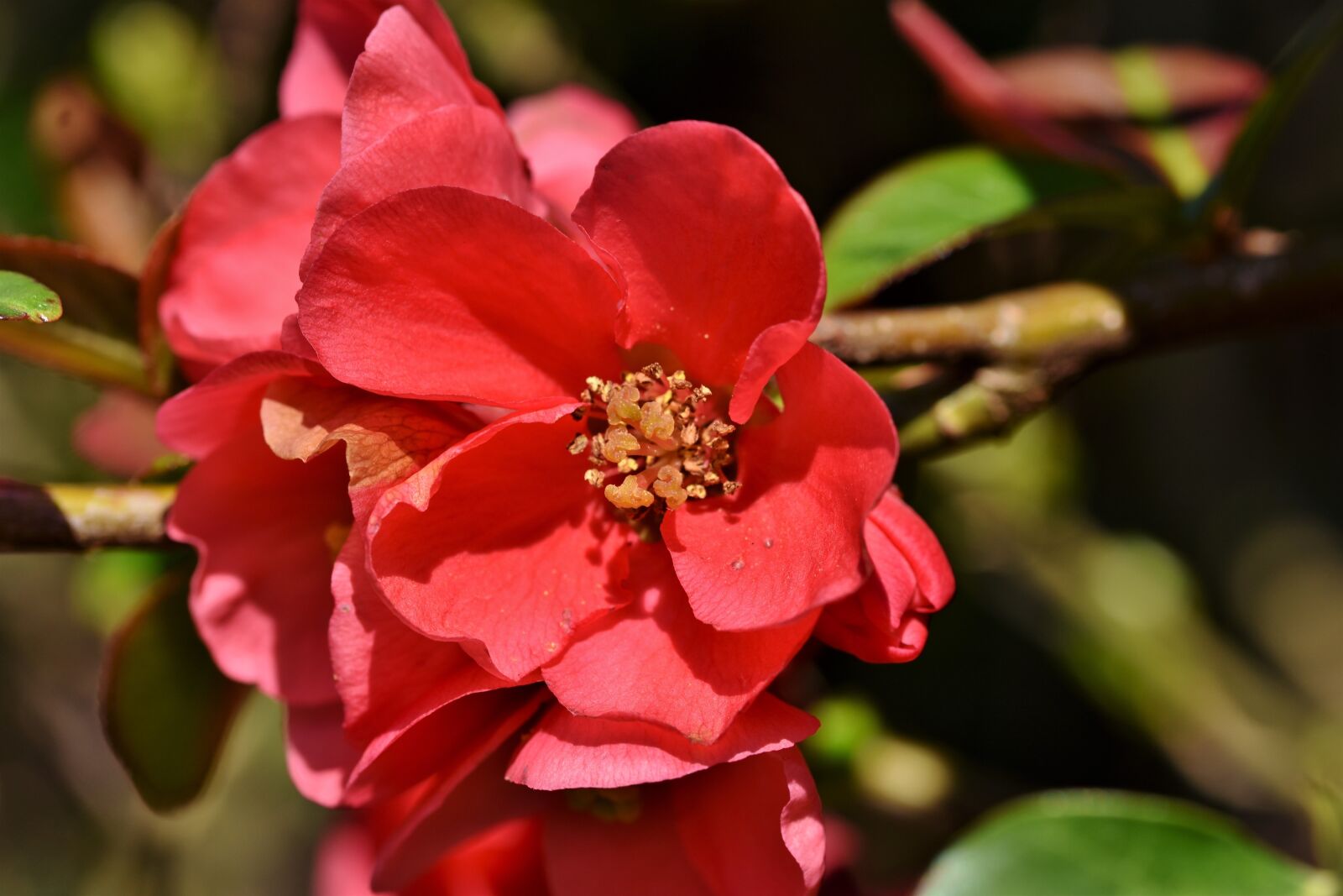 Nikon D7200 sample photo. Ornamental quince, bush, chaenomeles photography