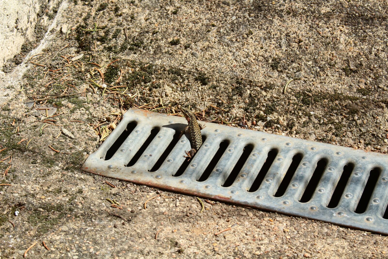 Canon EOS 100D (EOS Rebel SL1 / EOS Kiss X7) sample photo. Lizard, reptile, animals photography