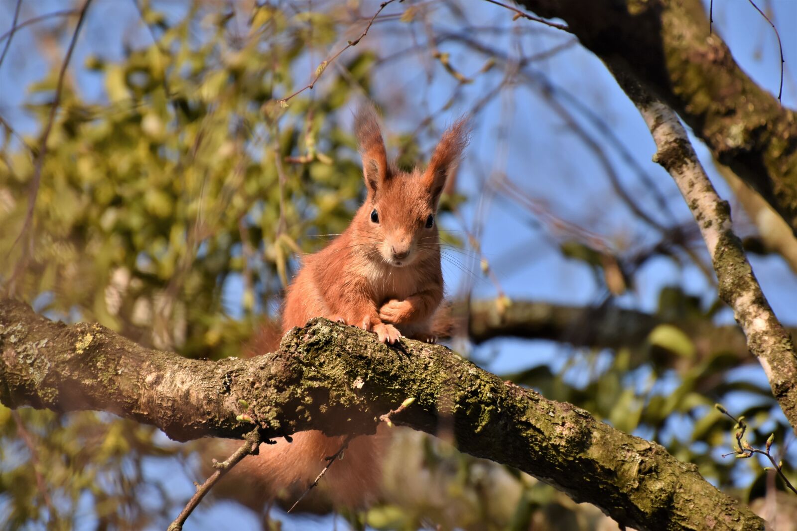 Nikon D7200 sample photo. Squirrel, verifiable kitten, rodent photography