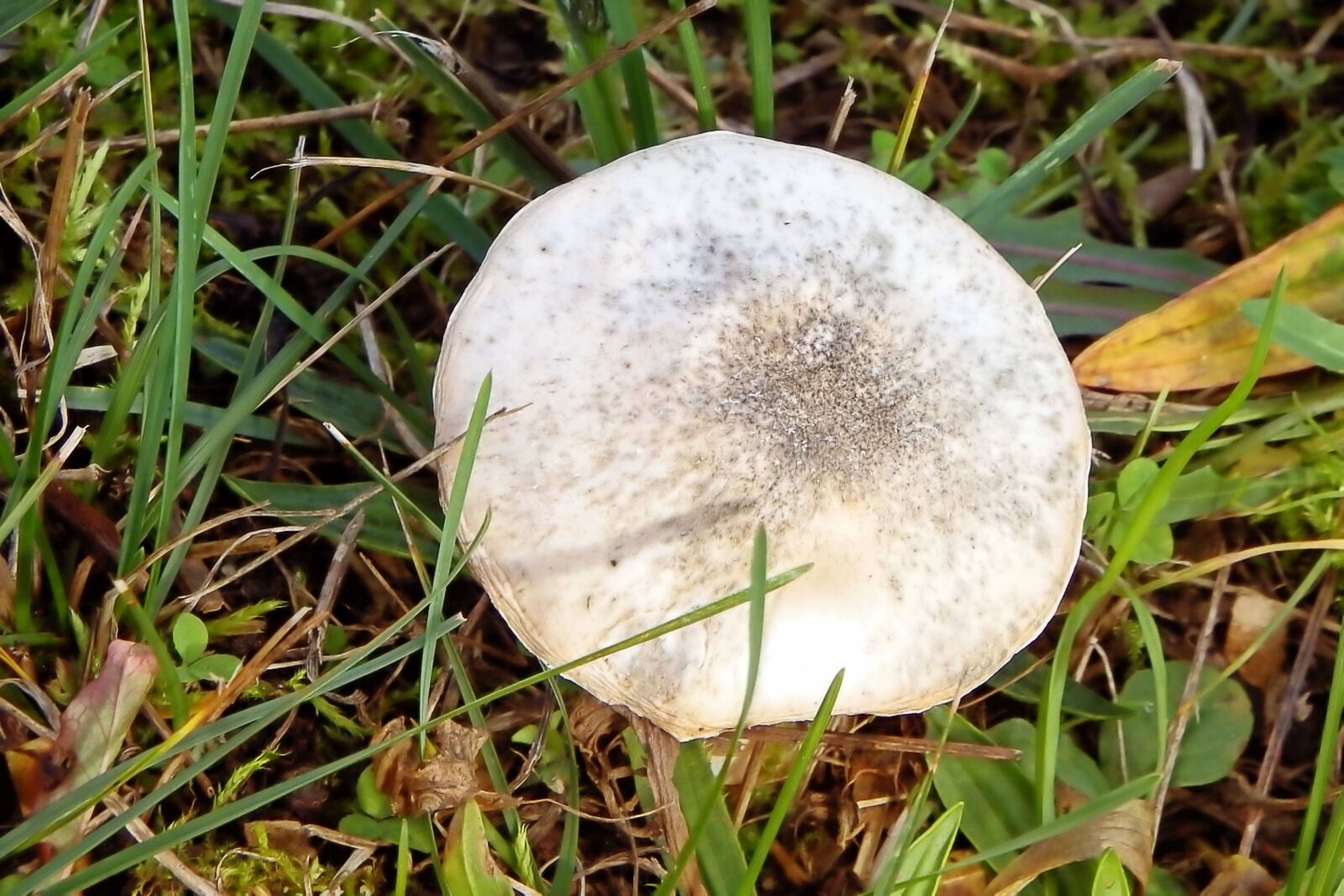 Fujifilm FinePix SL1000 sample photo. Mushroom, meadow, grass photography