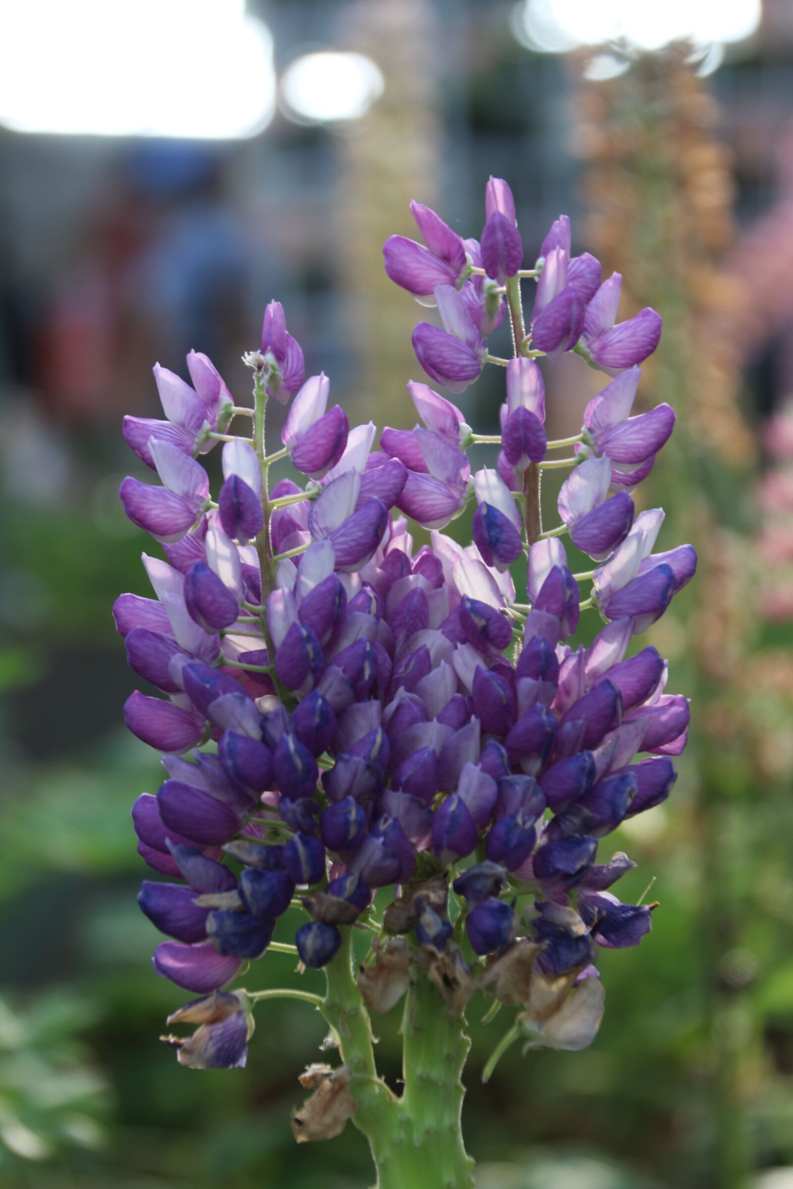 Canon EOS 700D (EOS Rebel T5i / EOS Kiss X7i) sample photo. Purple flowers, lupine, purple photography