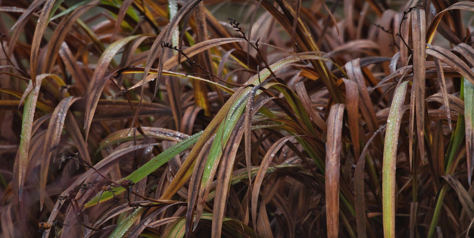 Nikon D500 sample photo. Flora, autumn, garden photography