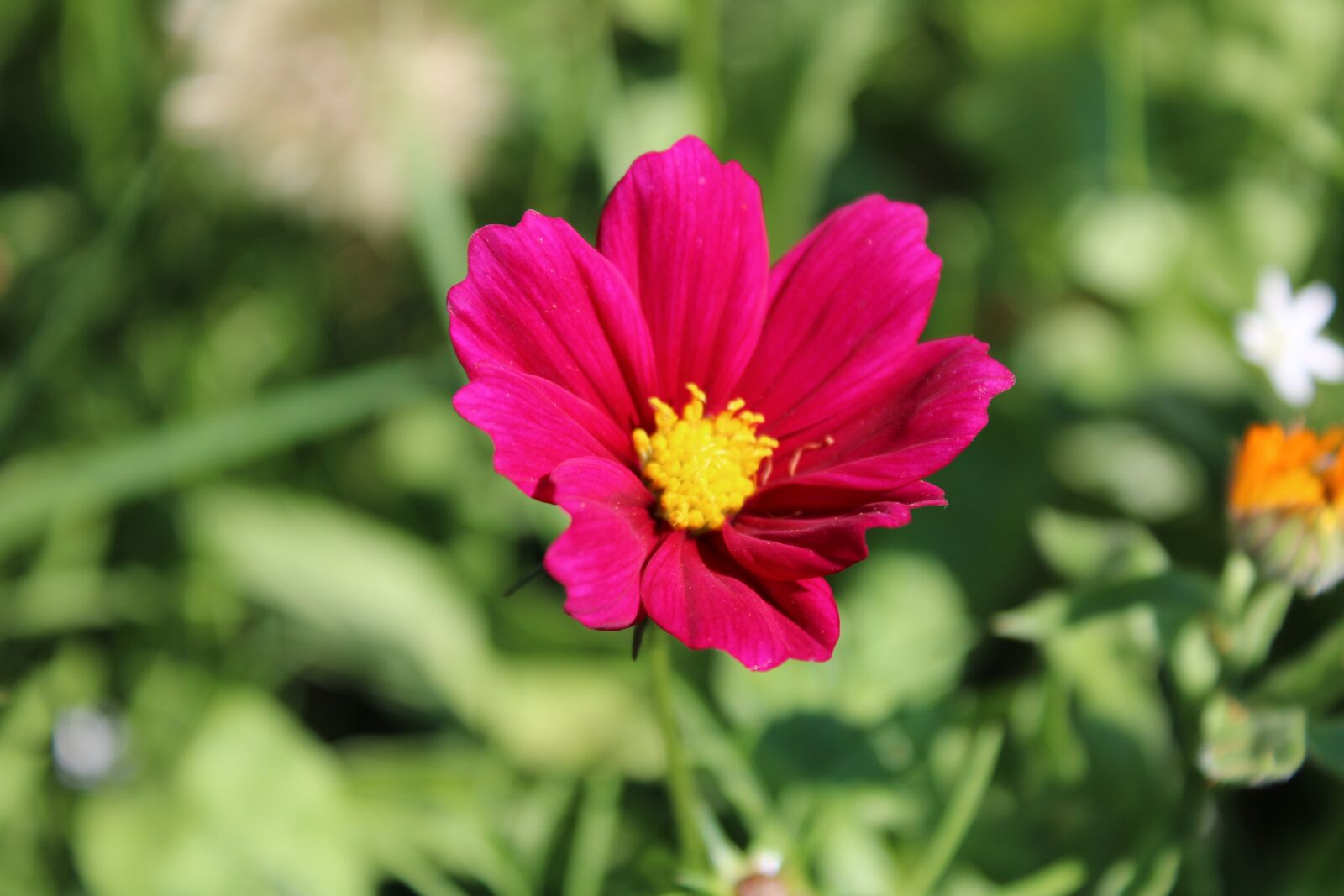 Canon EOS 2000D (EOS Rebel T7 / EOS Kiss X90 / EOS 1500D) sample photo. Pink, flower, blossom photography