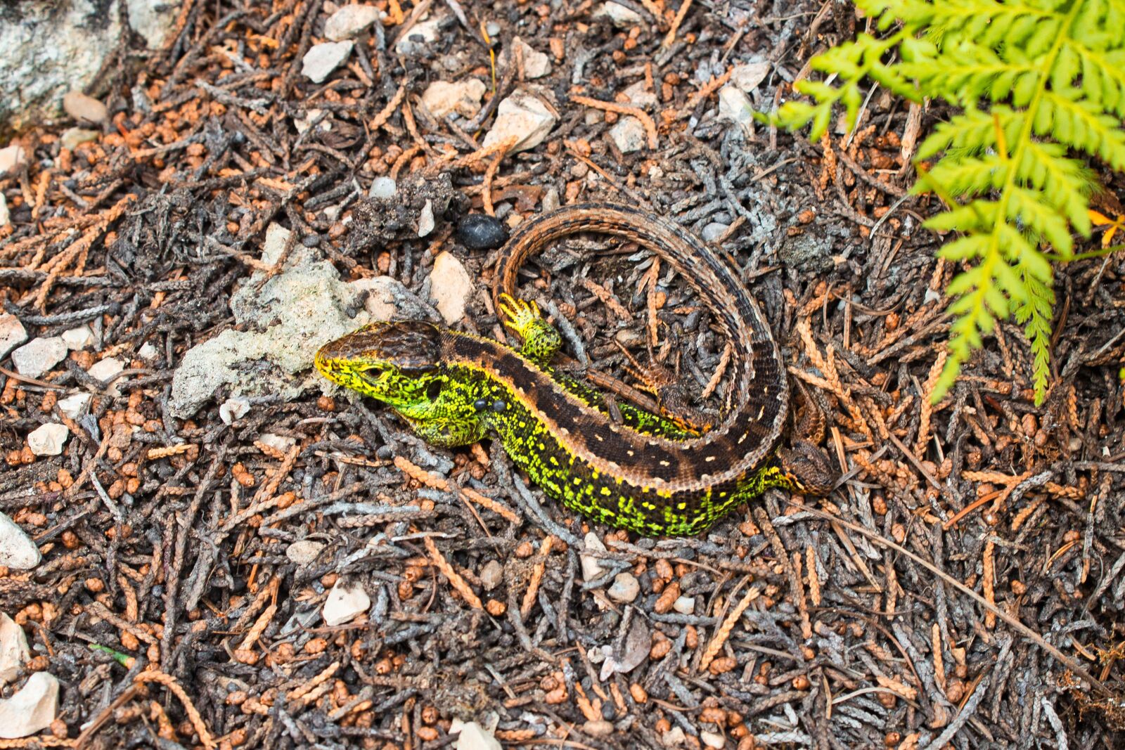 Canon EOS 600D (Rebel EOS T3i / EOS Kiss X5) sample photo. Salamander, animal photography, nature photography