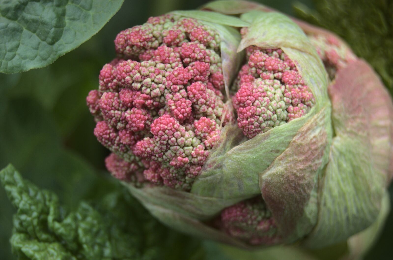 Nikon D40 sample photo. Rhubarb, flower, spring photography