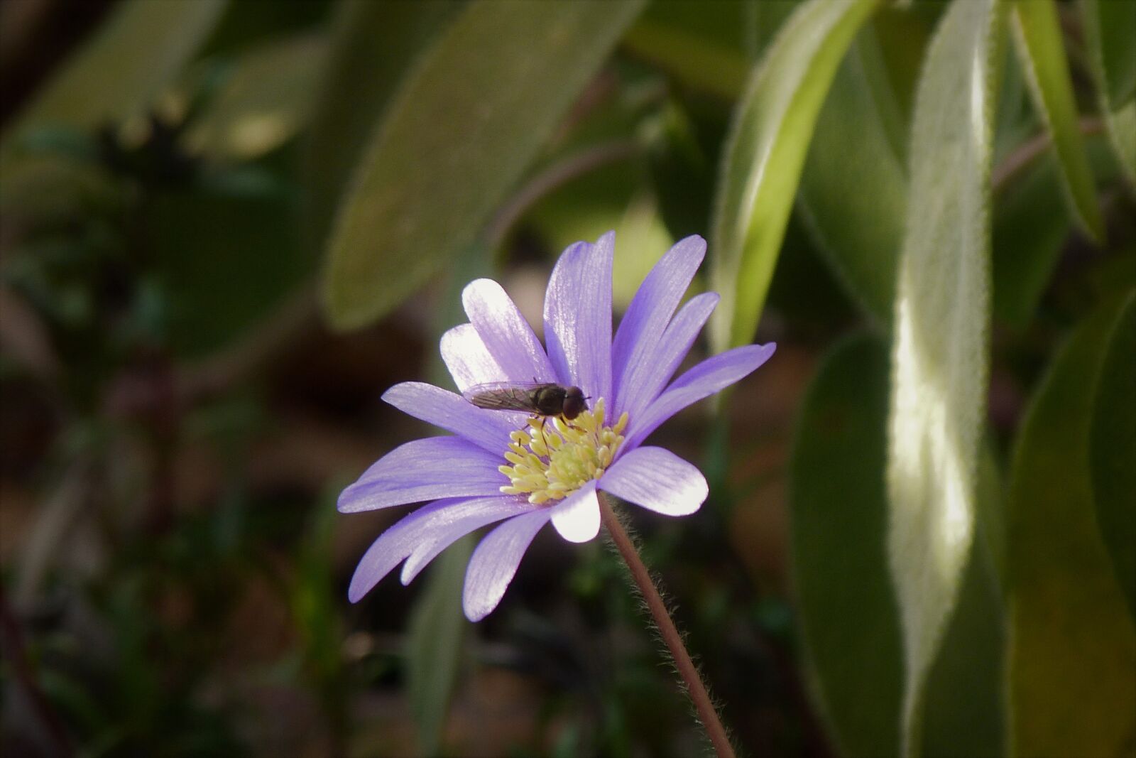 Panasonic Lumix DMC-FZ40 (Lumix DMC-FZ45) sample photo. Anemone, lilac, spring photography