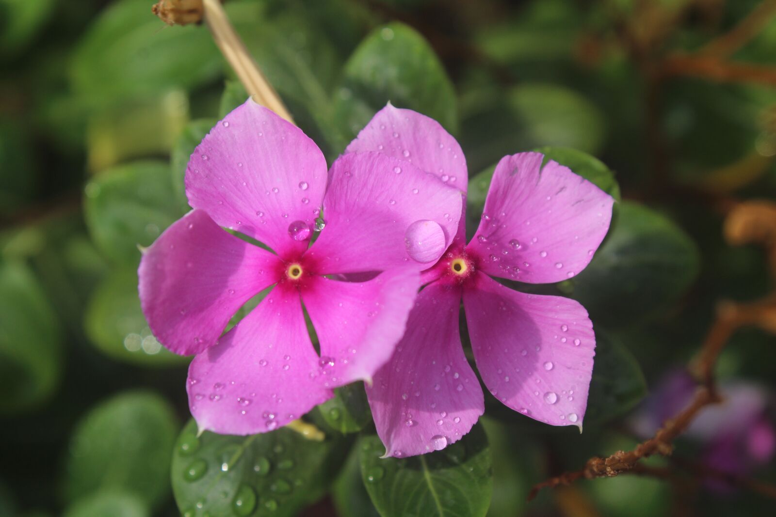 Canon EOS 1200D (EOS Rebel T5 / EOS Kiss X70 / EOS Hi) sample photo. Perivincle, flower, rain photography